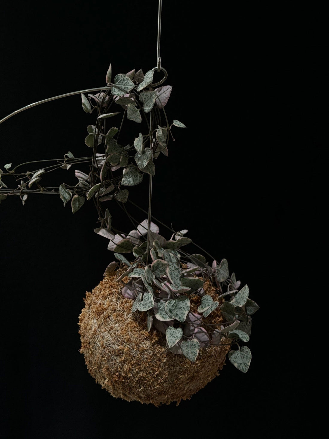 Kokedama: significato e simbolismo