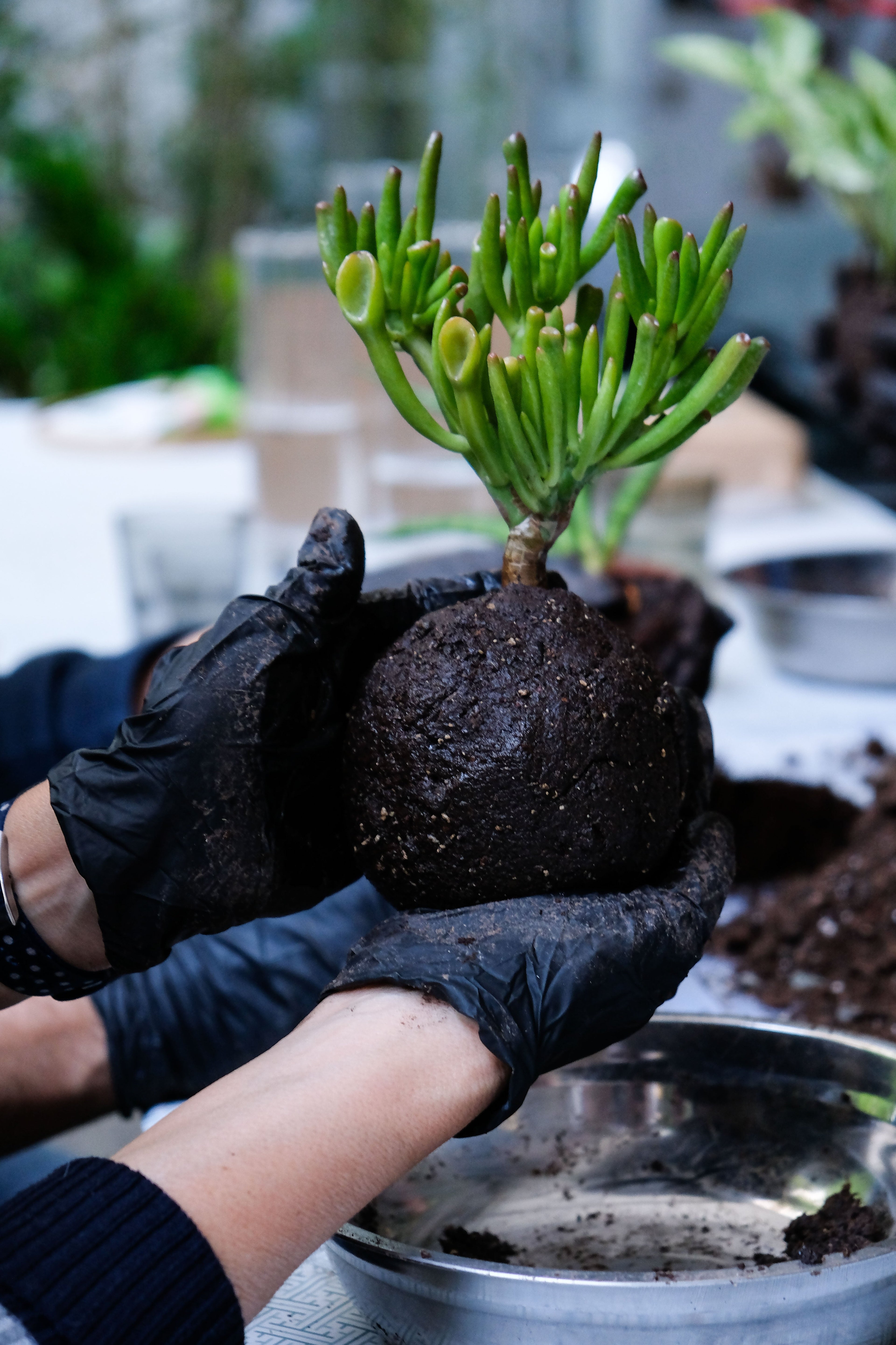 Come si fa un kokedama
