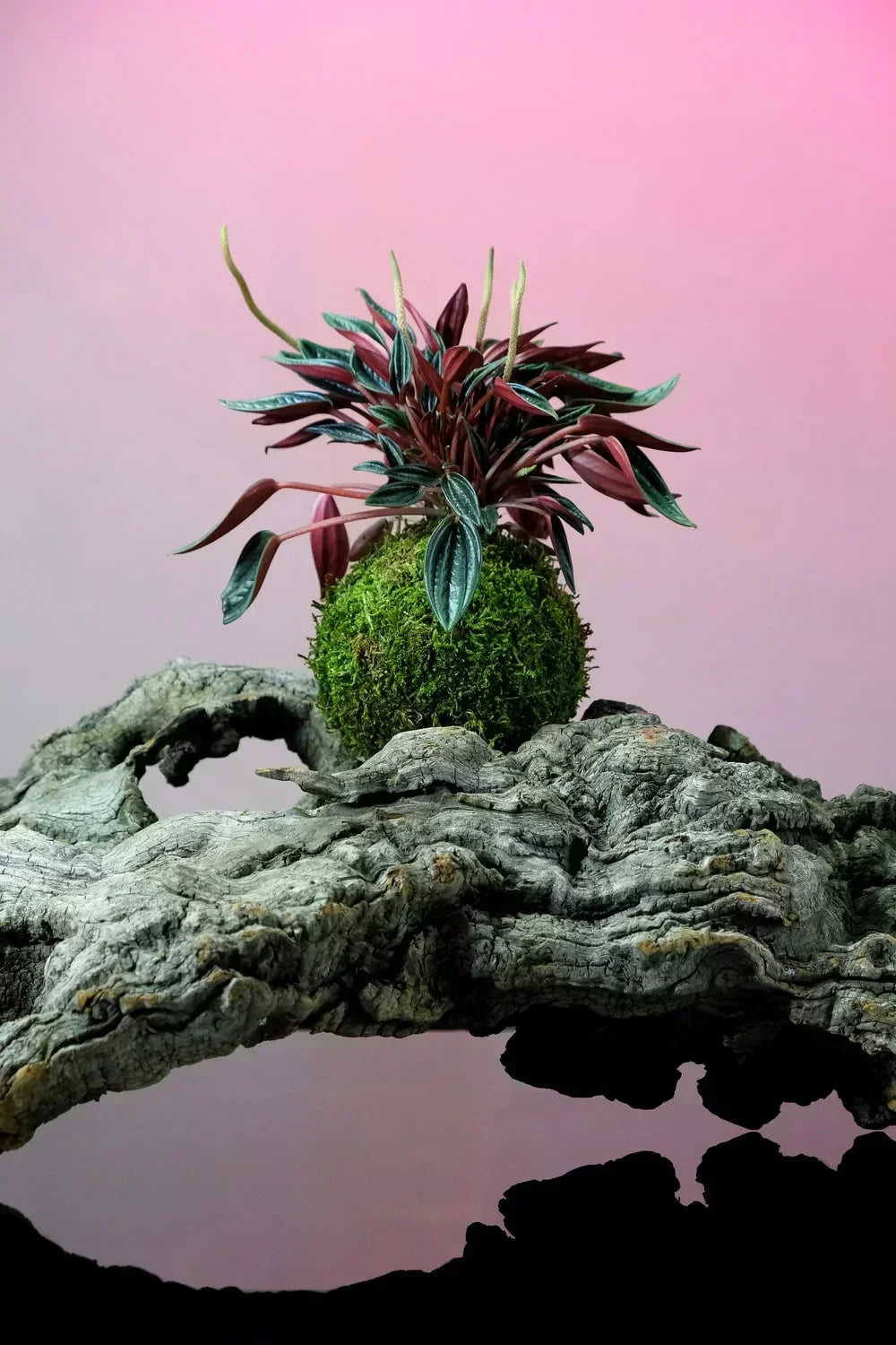 Kokedama: il regalo botanico che dura