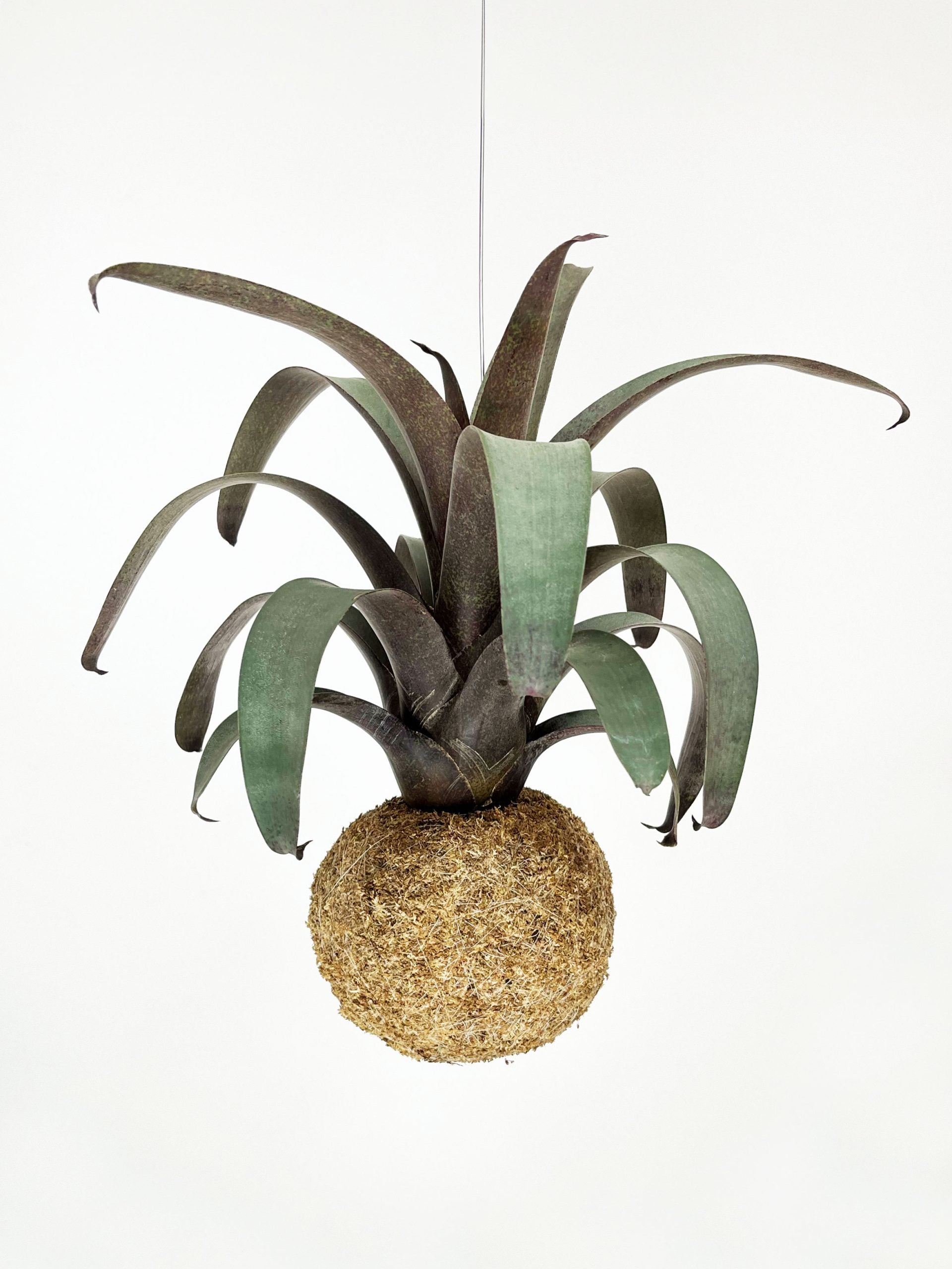Kokedama di Vriesea saundersii - dettaglio - KOI KOI Milano
