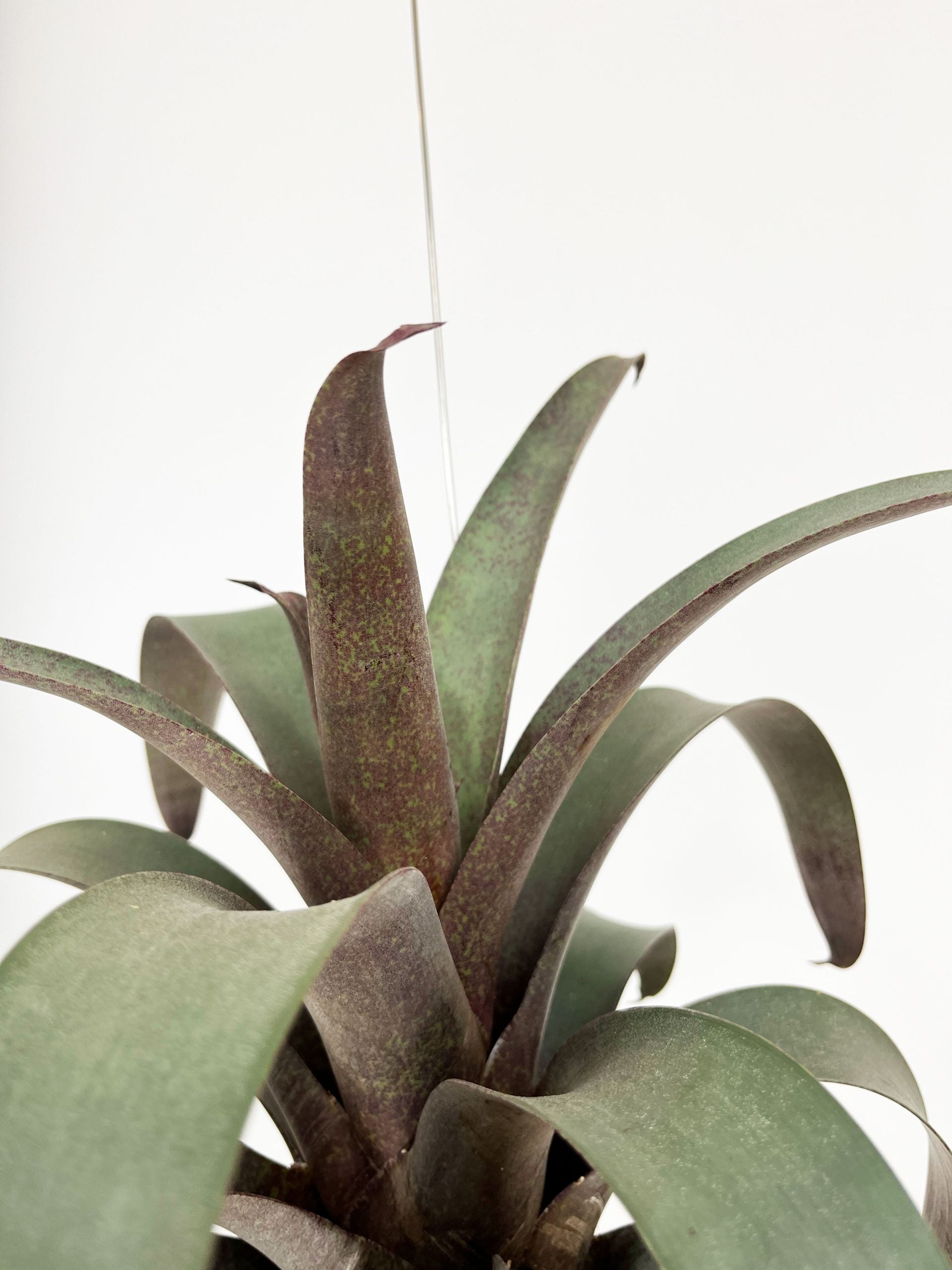 Kokedama di Vriesea saundersii - dettaglio - KOI KOI Milano