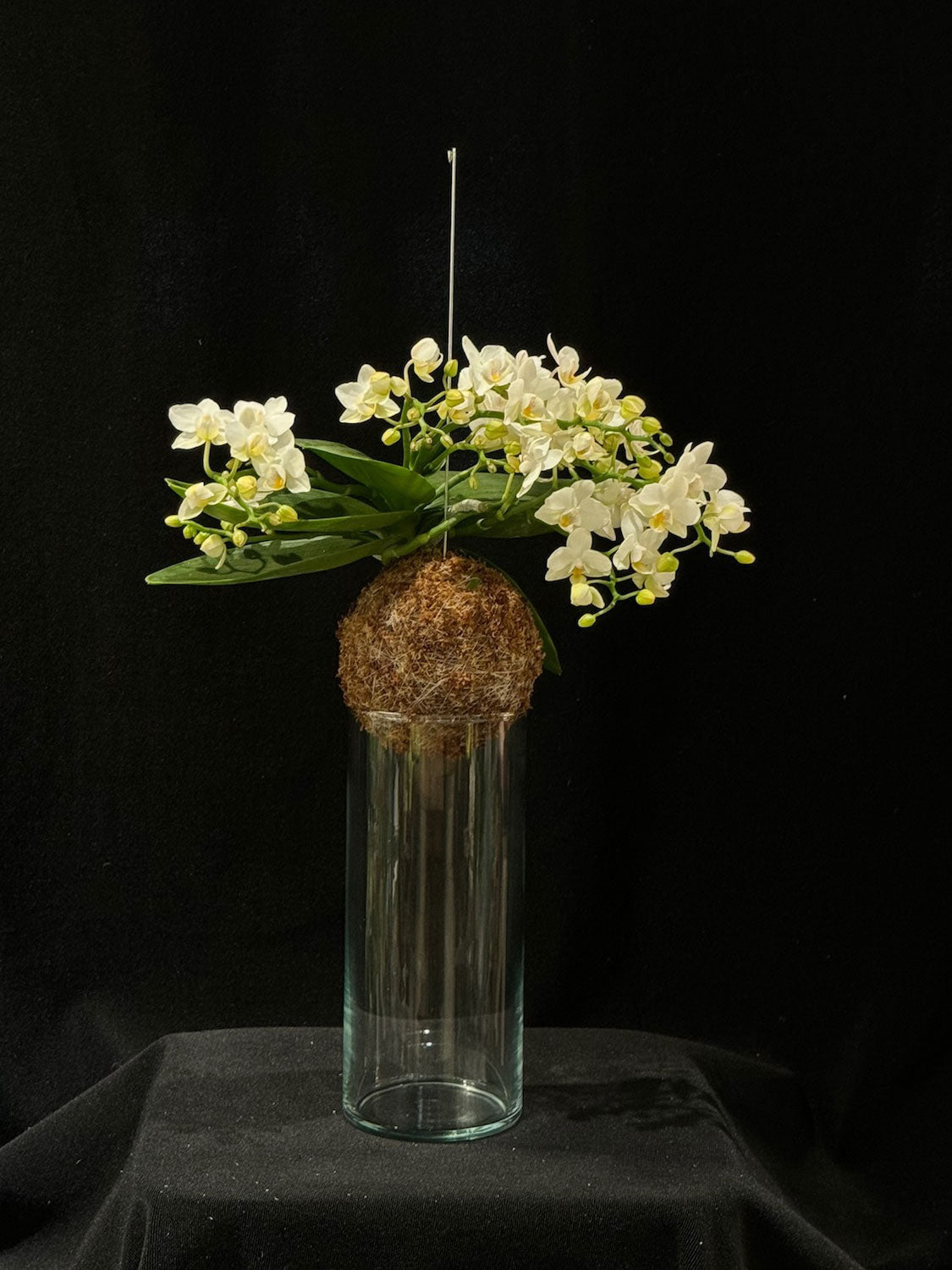 Kokedama di Phalaenopsis - dettaglio - KOI KOI Milano