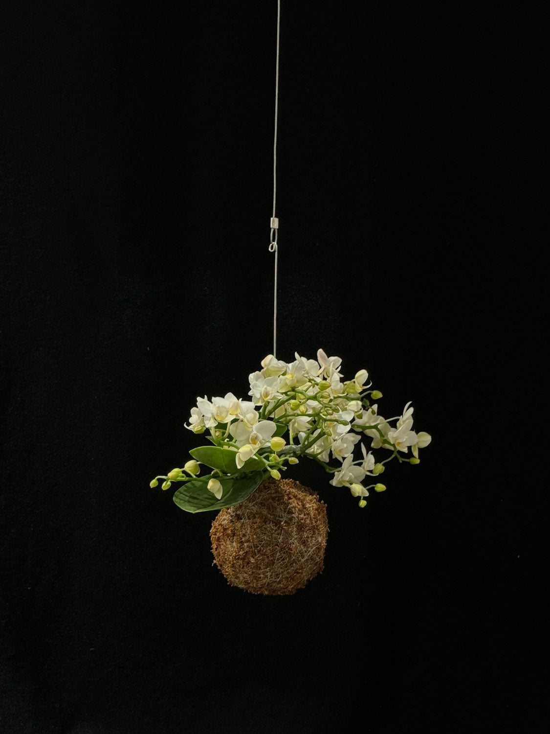 Kokedama di Phalaenopsis - Atelier KOI KOI Milano
