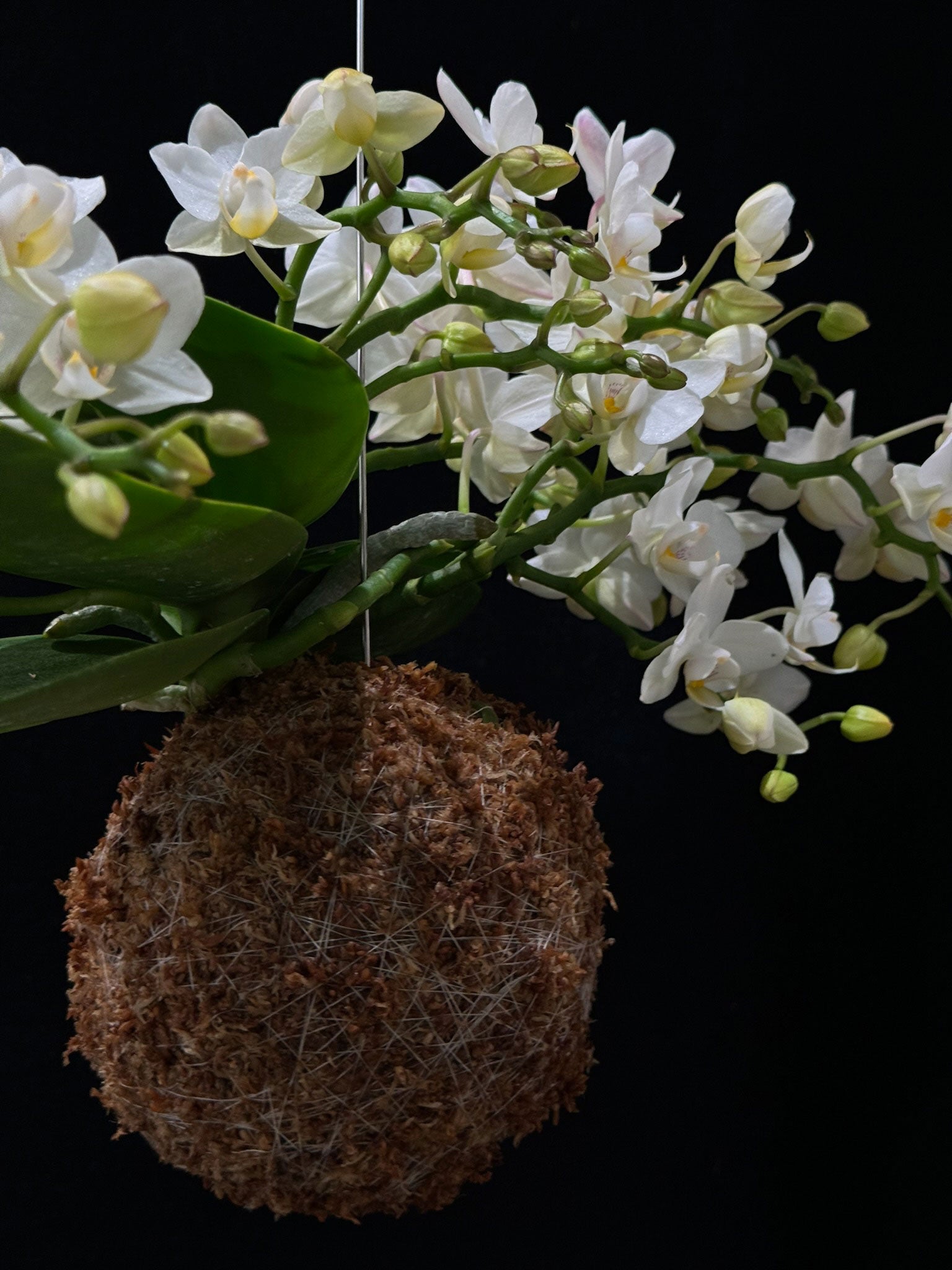 Kokedama di Phalaenopsis - dettaglio - KOI KOI Milano