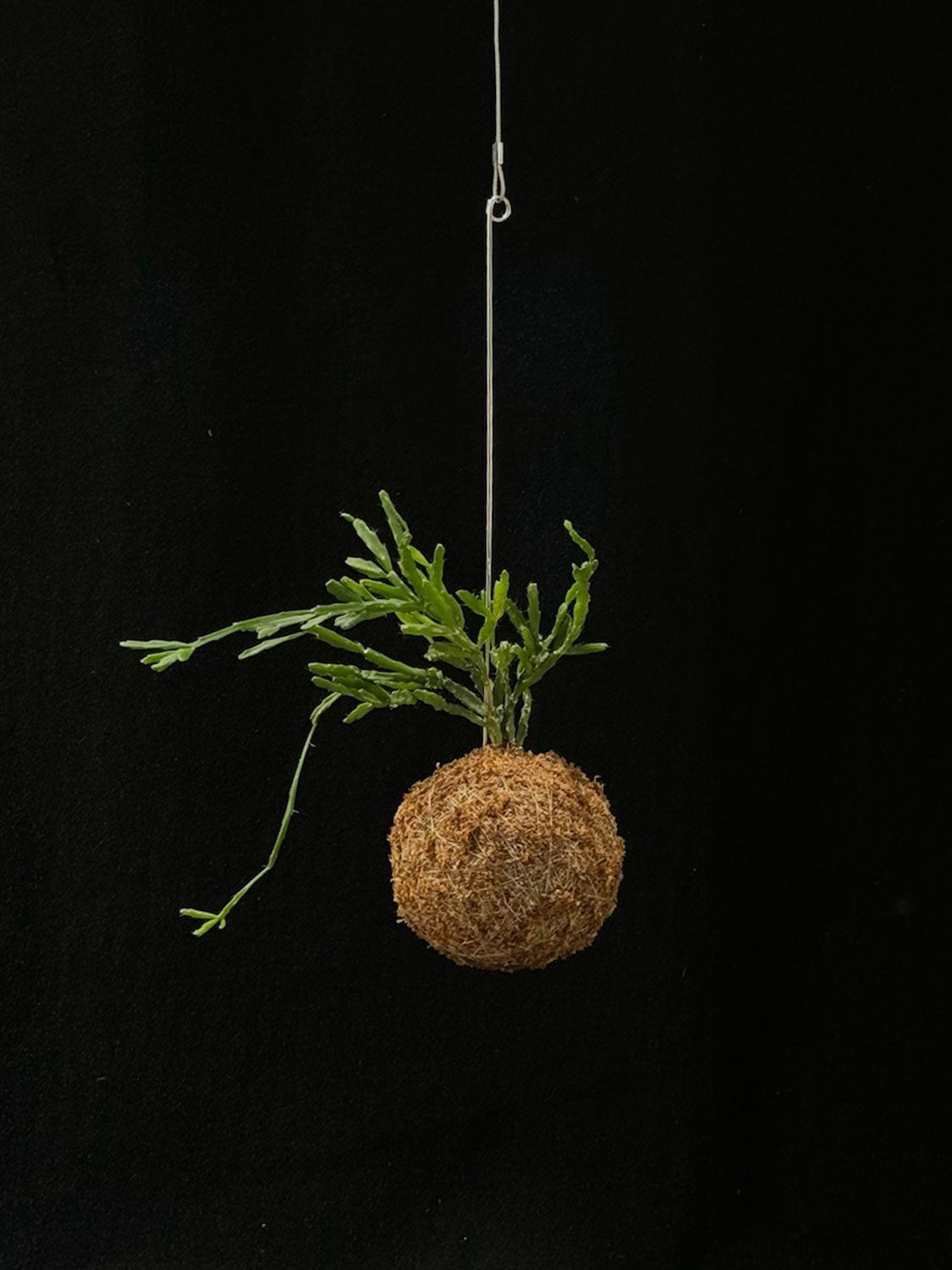 Kokedama di Rhipsalis cereoides - Atelier KOI KOI Milano