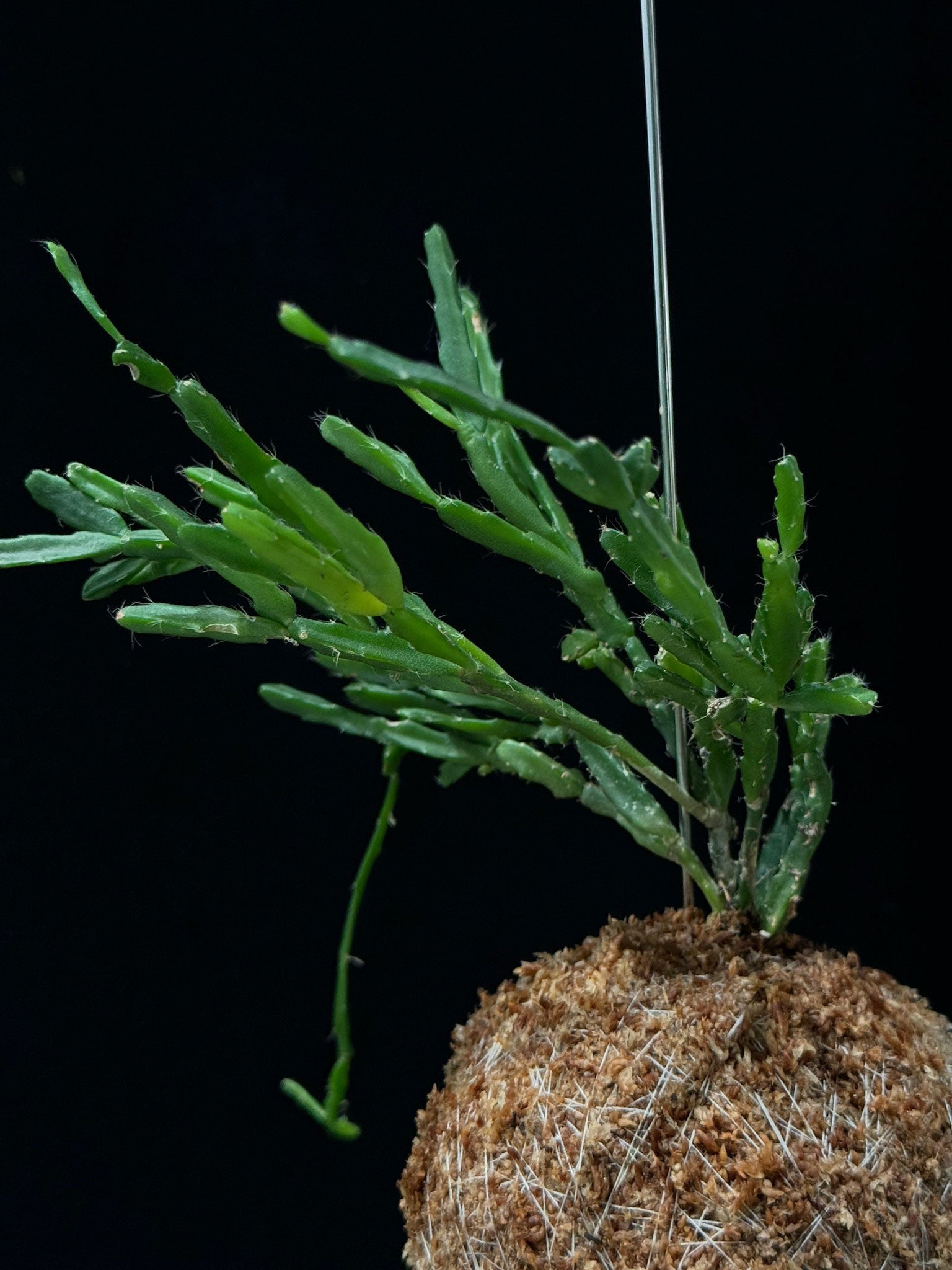 Kokedama di Rhipsalis cereoides - dettaglio - KOI KOI Milano