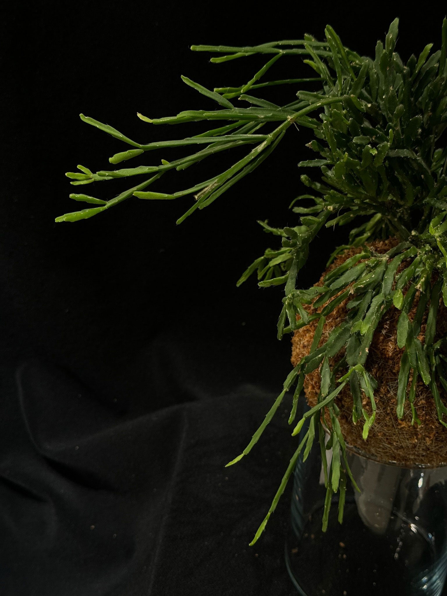 Kokedama di Rhipsalis cereoides - dettaglio - KOI KOI Milano