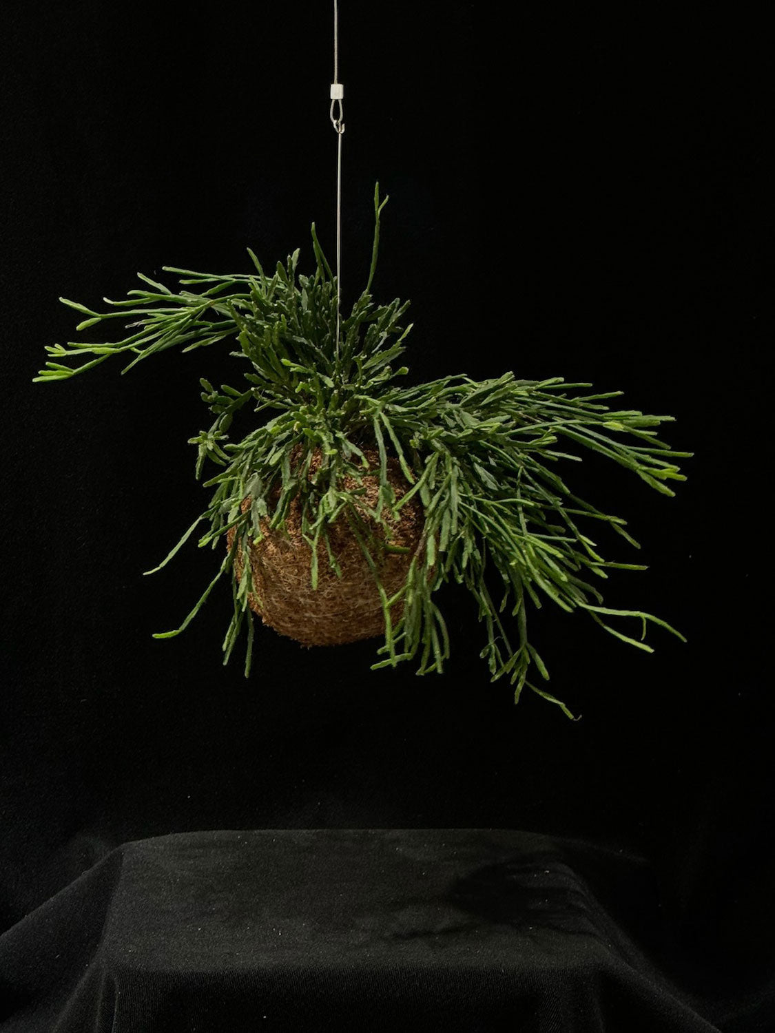 Kokedama di Rhipsalis cereoides - dettaglio - KOI KOI Milano