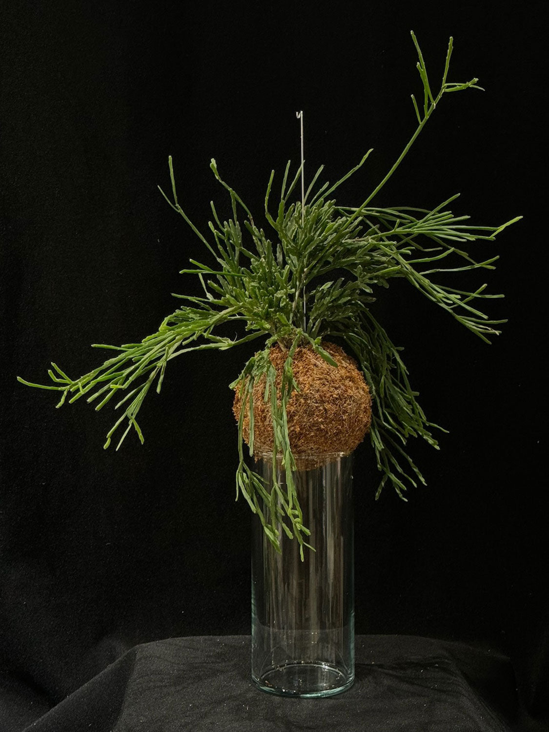 Kokedama di Rhipsalis cereoides - Atelier KOI KOI Milano