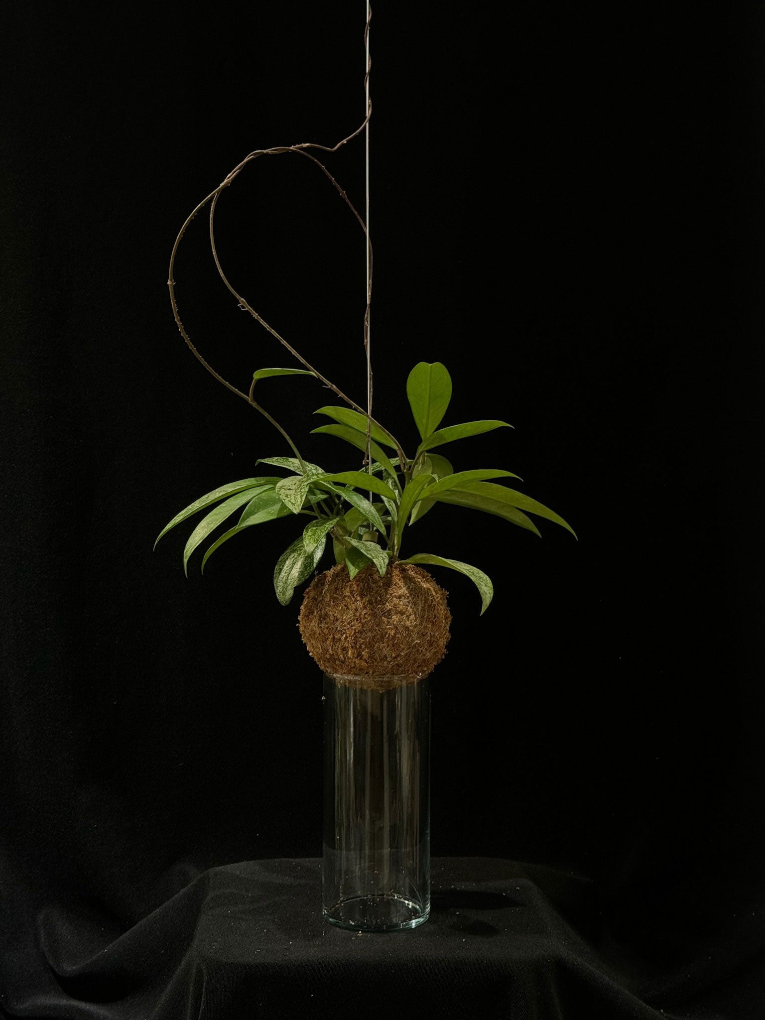 Kokedama di Hoya pubicalyx 'Silver Spot' - Atelier KOI KOI Milano