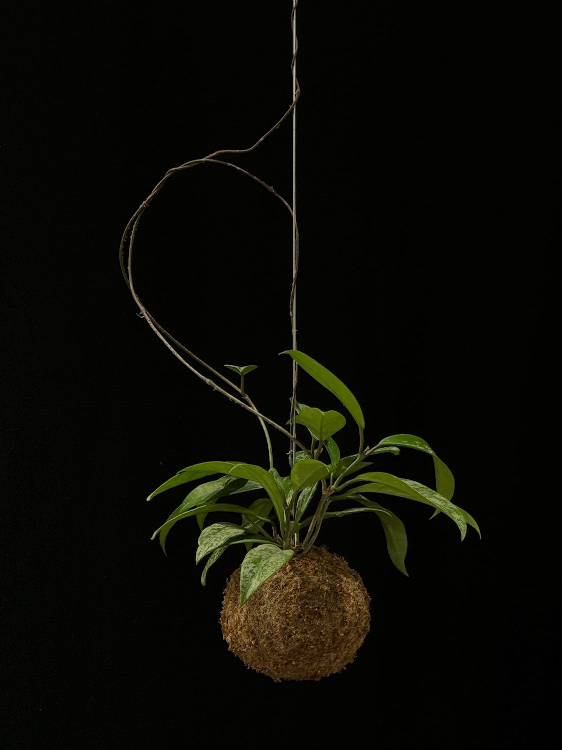 Kokedama di Hoya pubicalyx 'Silver Spot' - dettaglio - KOI KOI Milano