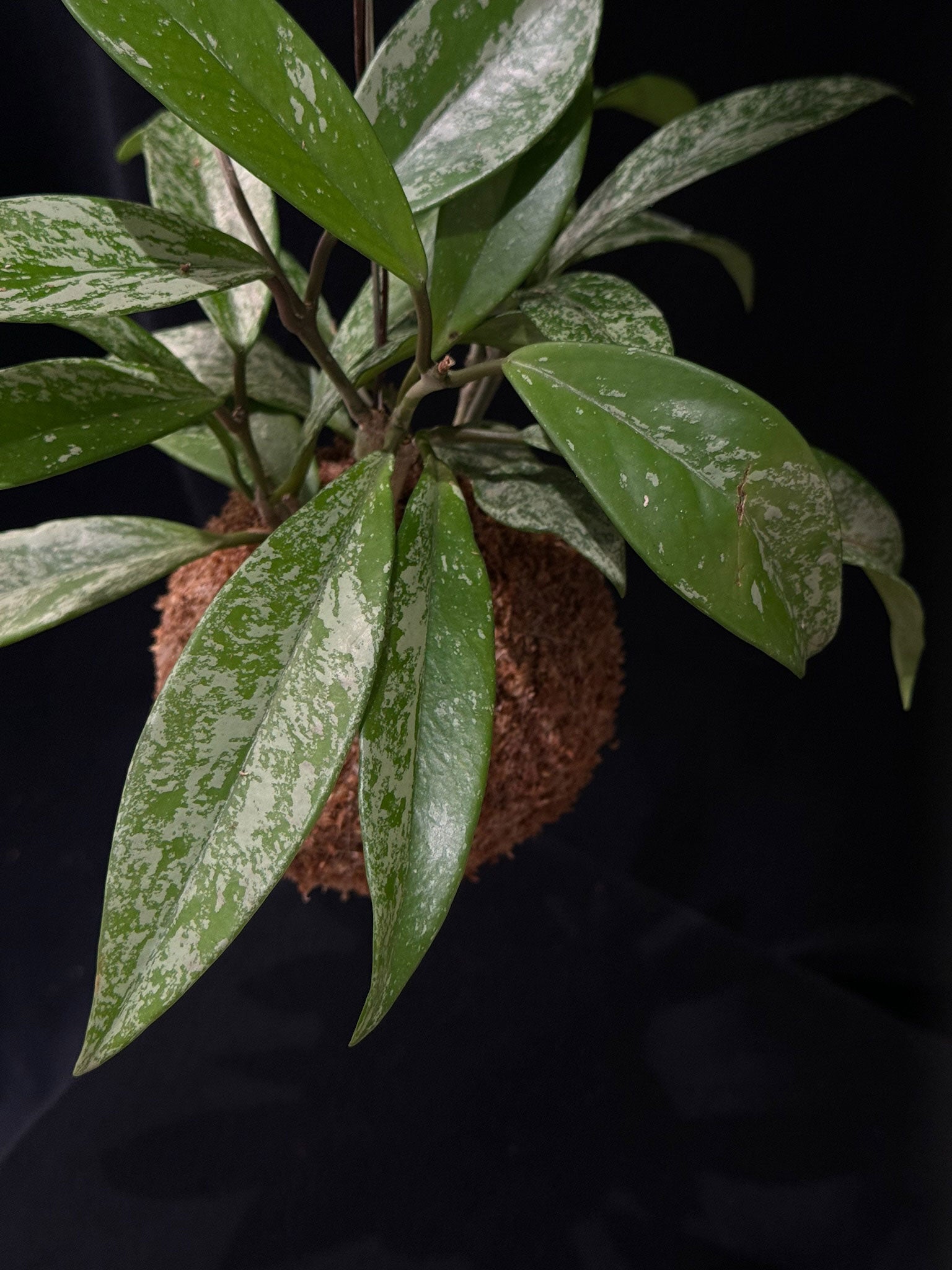 Kokedama di Hoya pubicalyx 'Silver Spot' - dettaglio - KOI KOI Milano