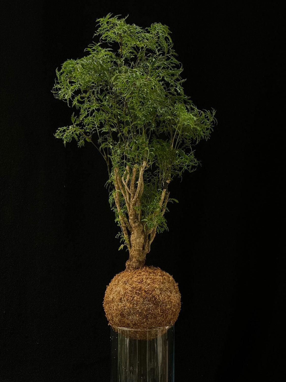 Kokedama di Polyscias fruticosa 'Hawaiian' - dettaglio - KOI KOI Milano