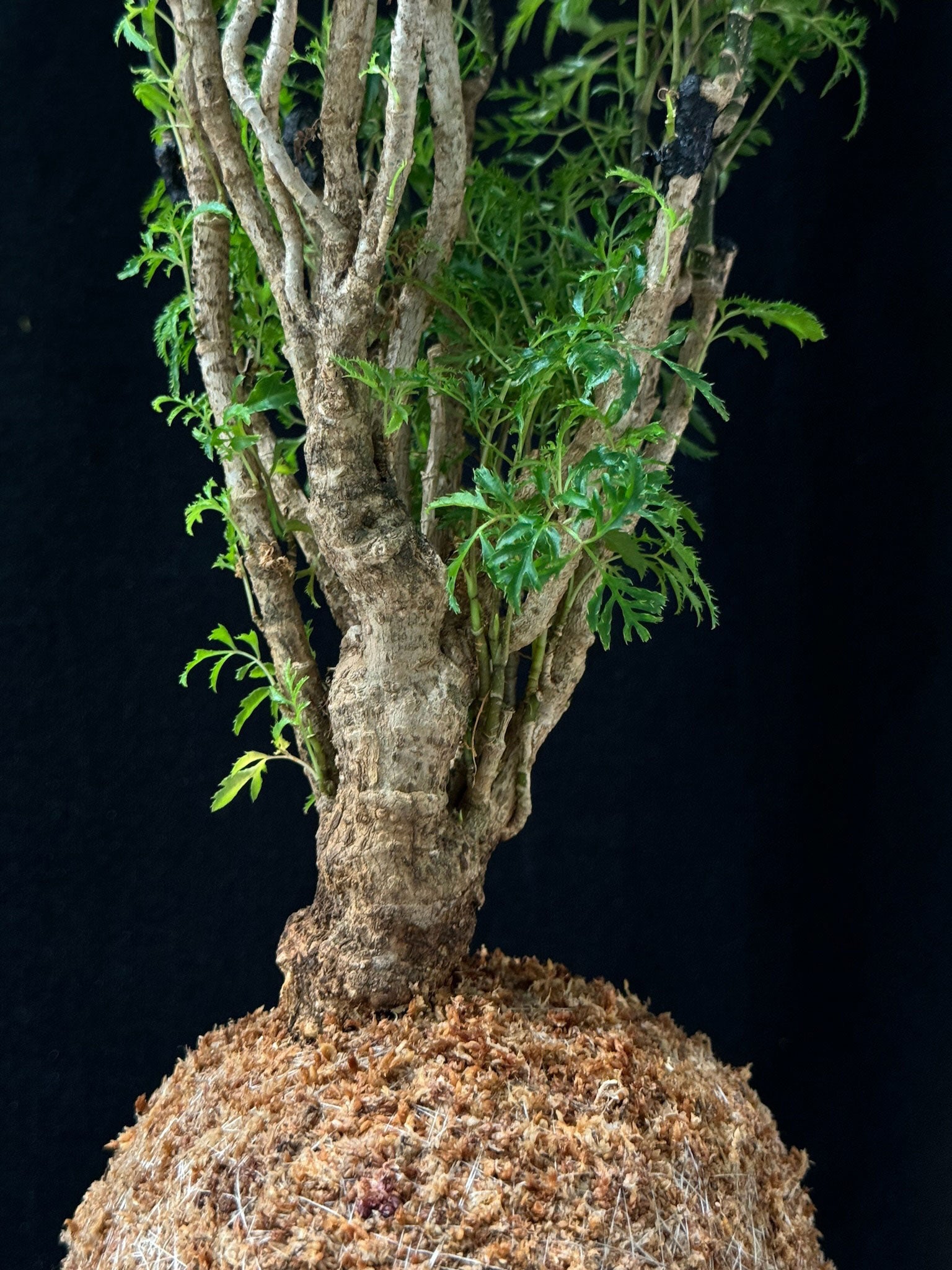 Kokedama di Polyscias fruticosa 'Hawaiian' - Atelier KOI KOI Milano