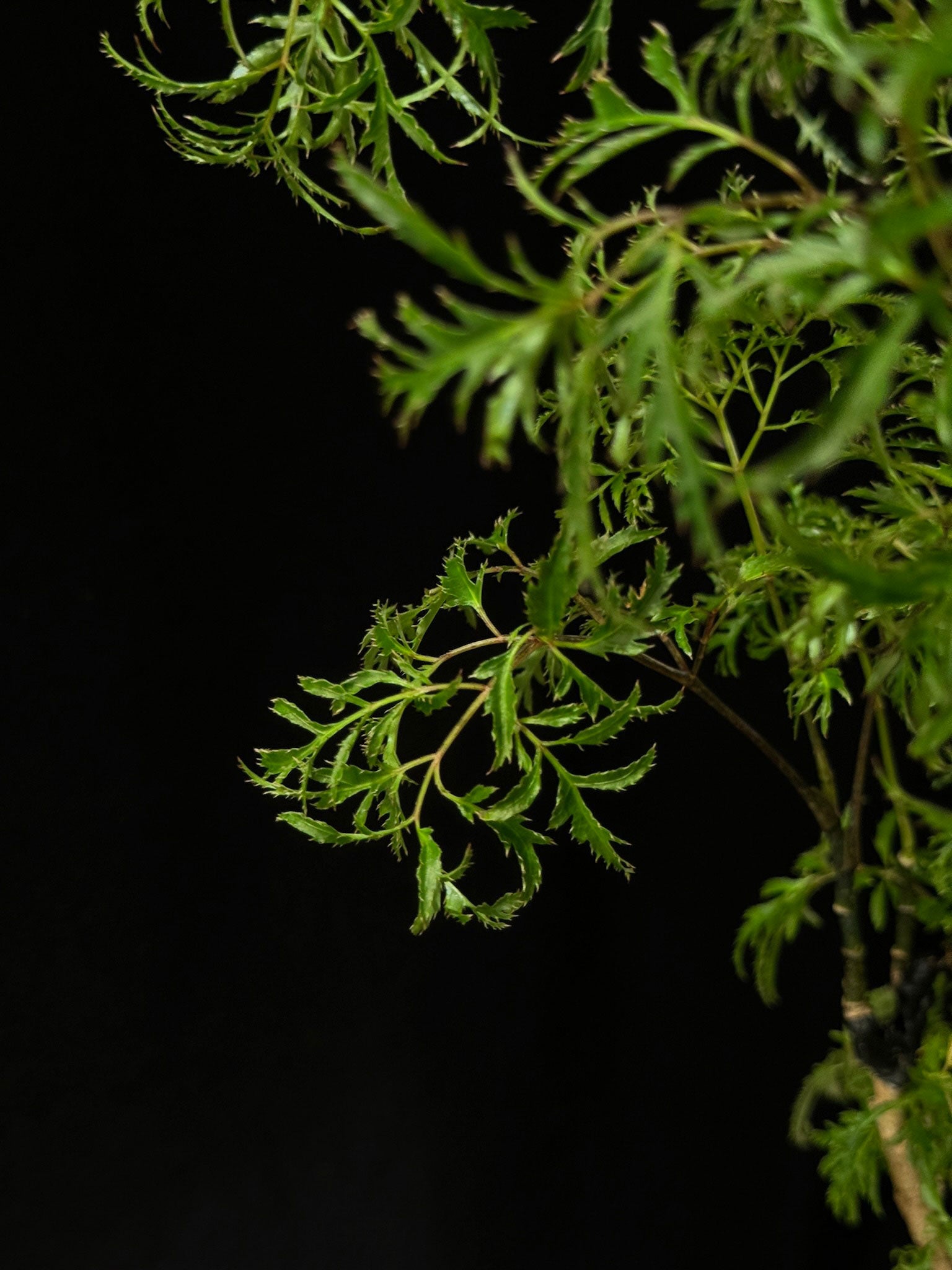 Kokedama di Polyscias fruticosa 'Hawaiian' - dettaglio - KOI KOI Milano