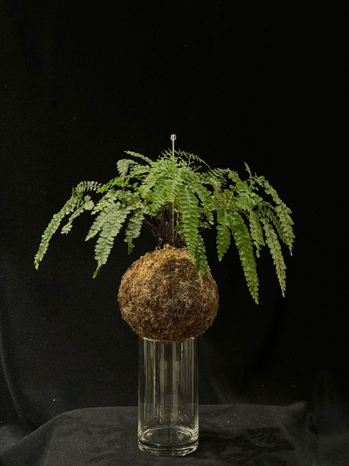 Kokedama di Adiantum pedatum - dettaglio - KOI KOI Milano