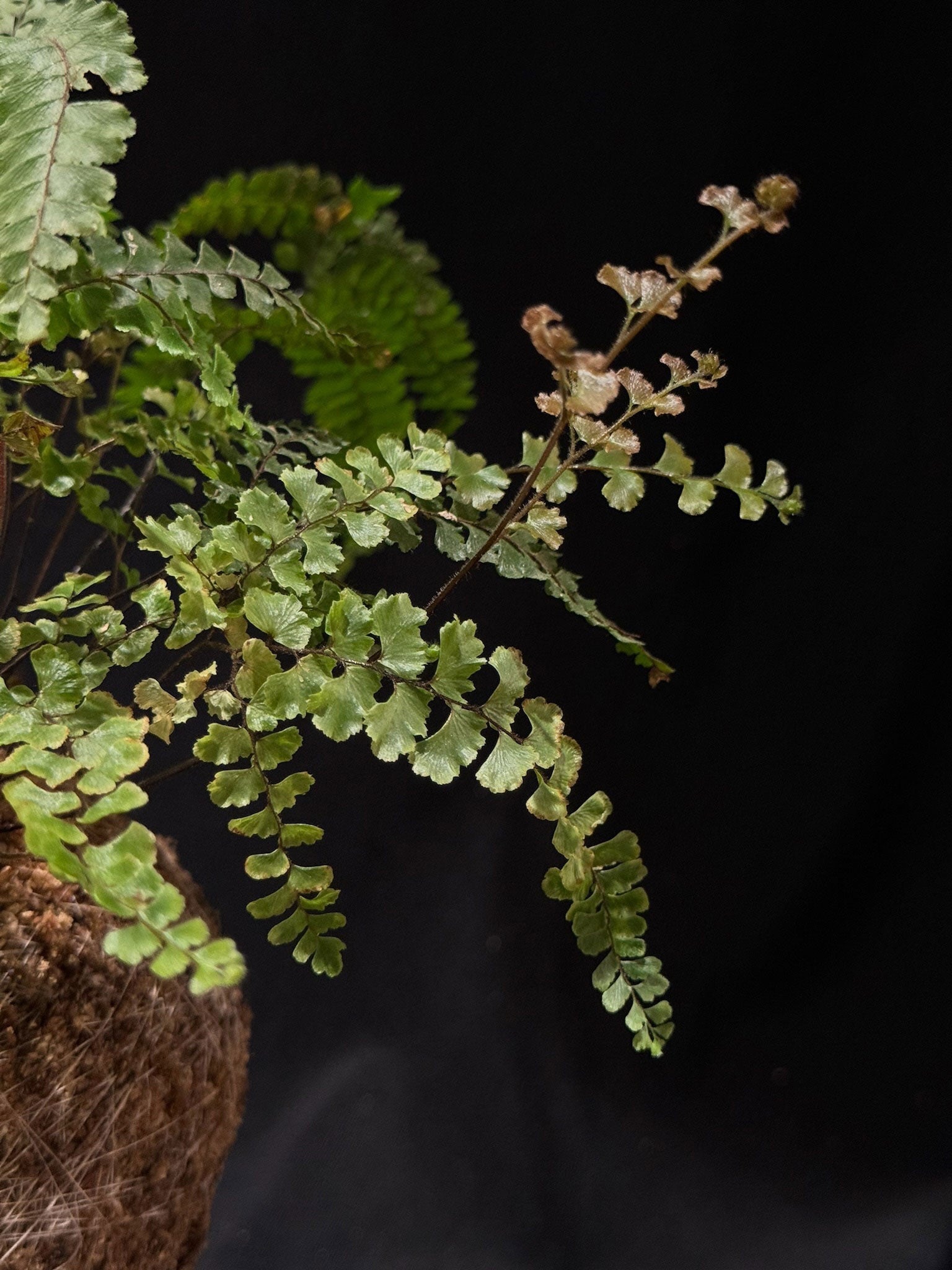 Kokedama di Adiantum pedatum - dettaglio - KOI KOI Milano