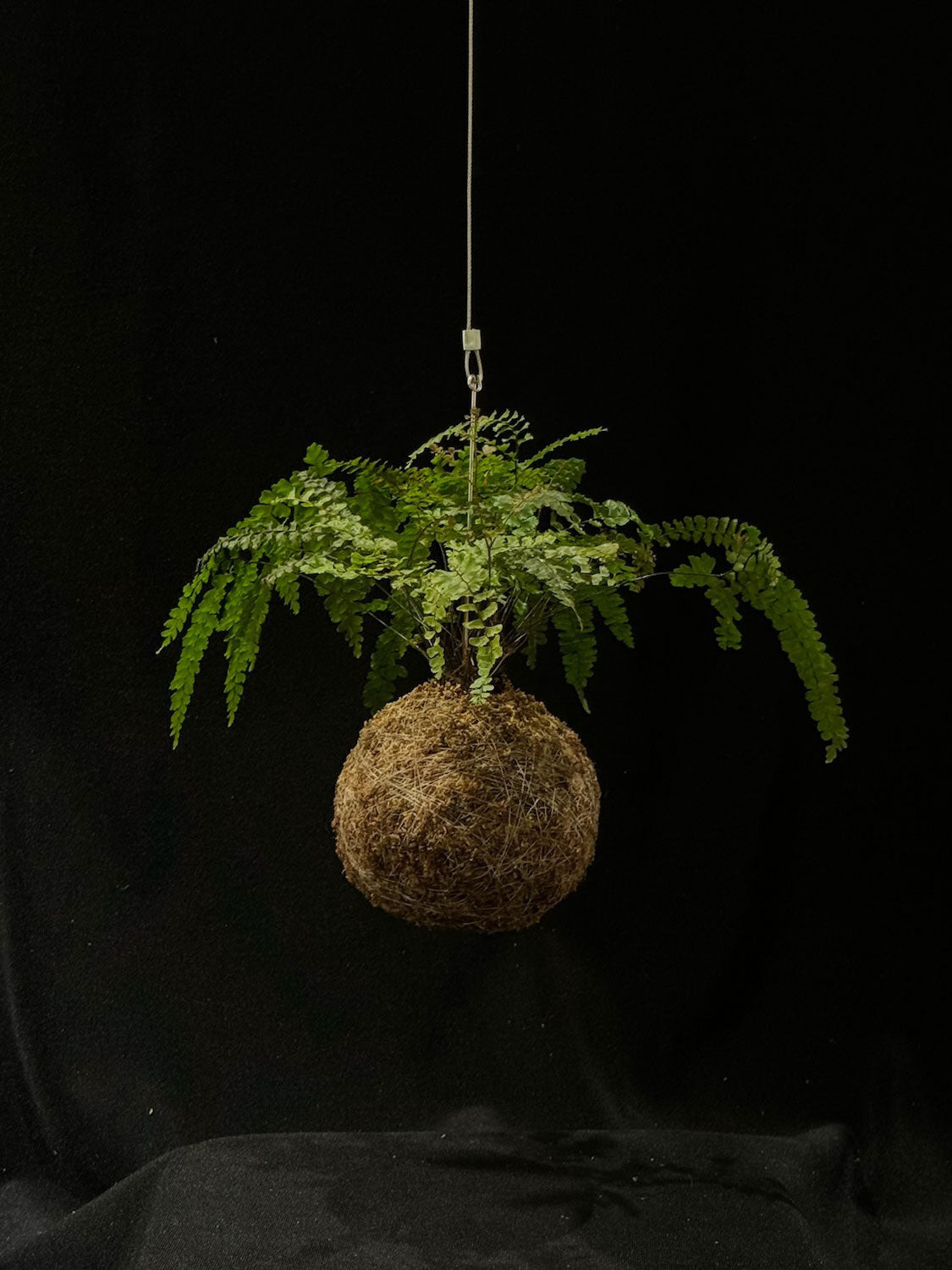 Kokedama di Adiantum pedatum - Atelier KOI KOI Milano