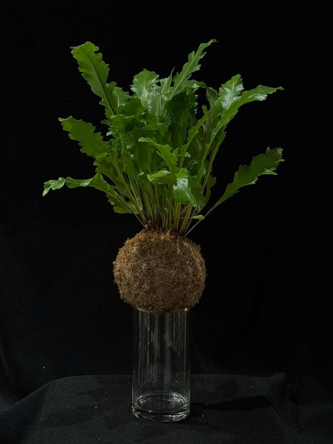 Kokedama di Asplenium nidus 'Campio' - dettaglio - KOI KOI Milano
