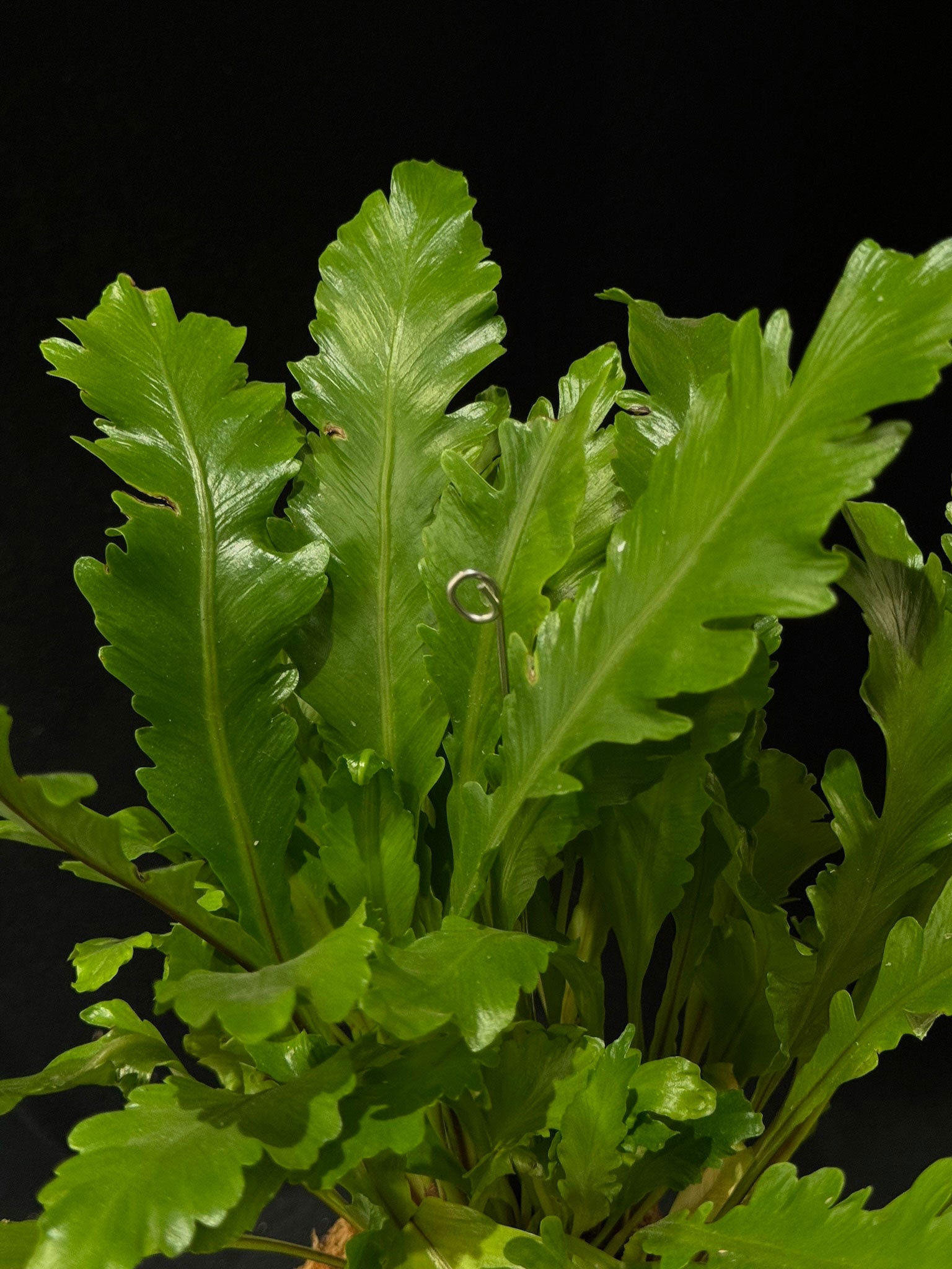 Kokedama di Asplenium nidus 'Campio' - dettaglio - KOI KOI Milano