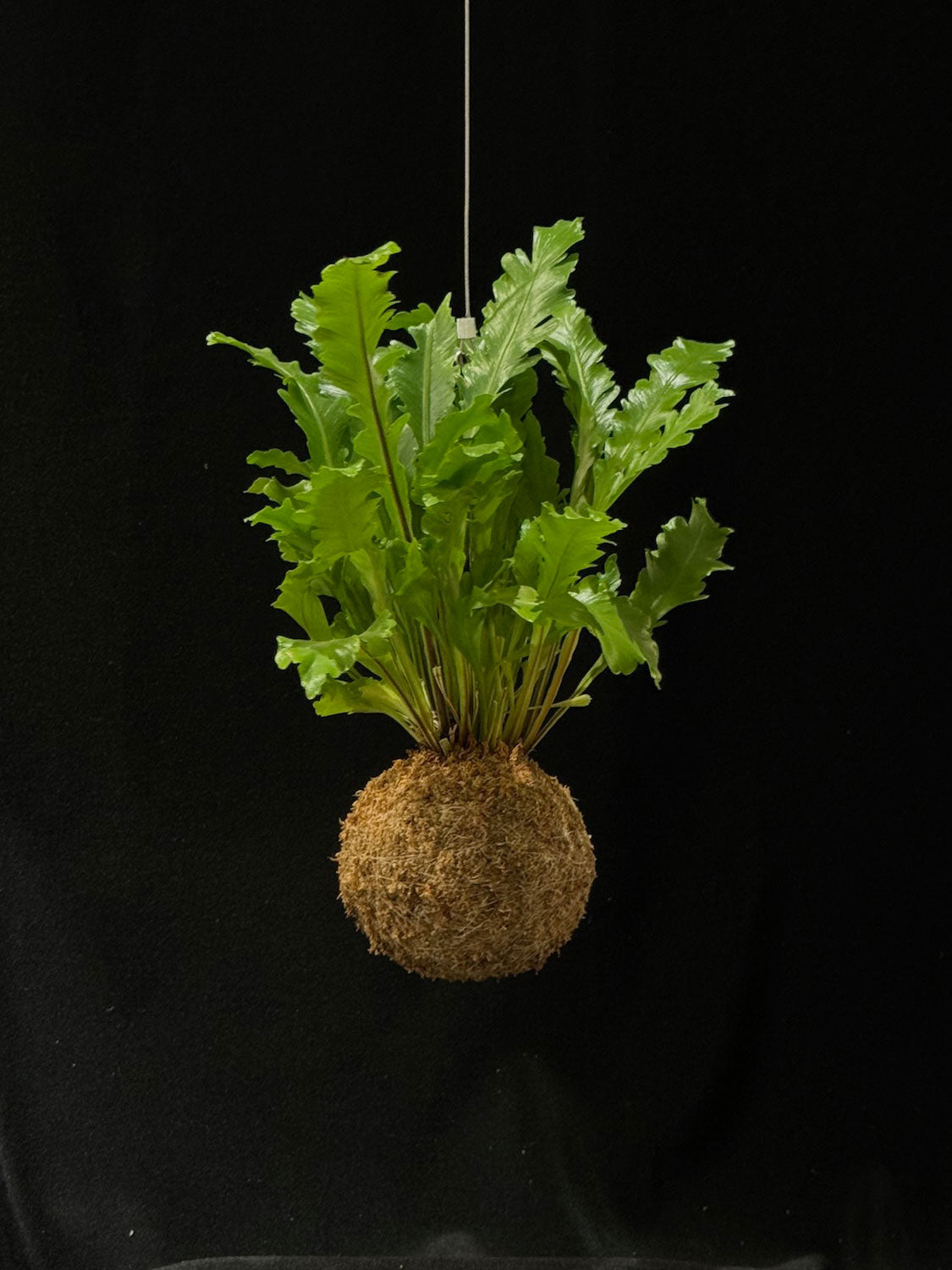 Kokedama di Asplenium nidus 'Campio' - Atelier KOI KOI Milano