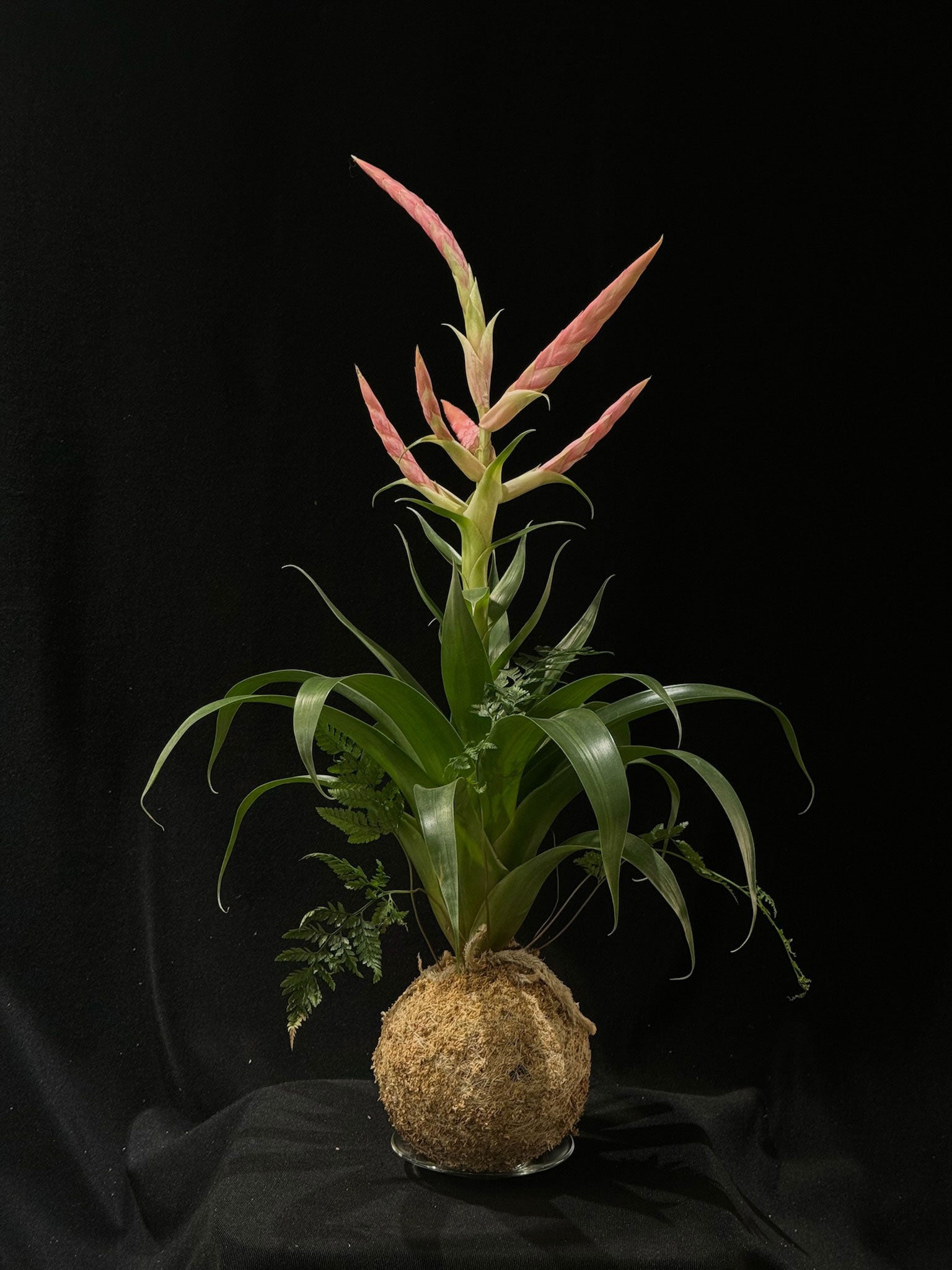 Kokedama di Tillandsia e Davalia - Atelier KOI KOI Milano