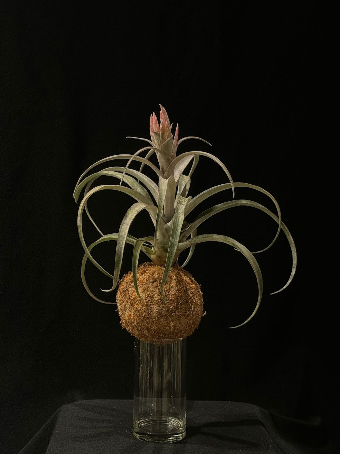 Kokedama di Tillandsia 'Sandra Bloei' - Atelier KOI KOI Milano