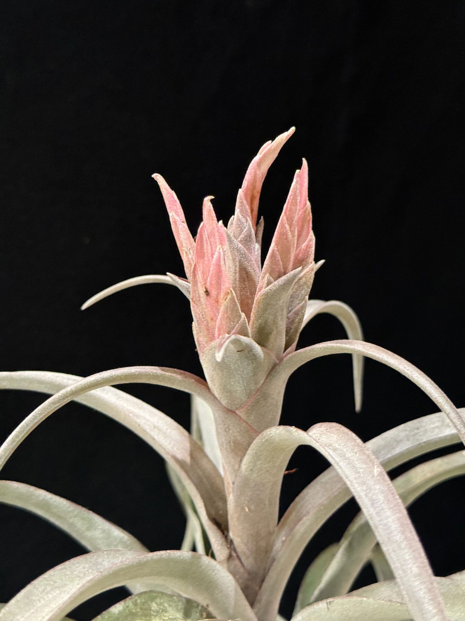 Kokedama di Tillandsia 'Sandra Bloei' - dettaglio - KOI KOI Milano