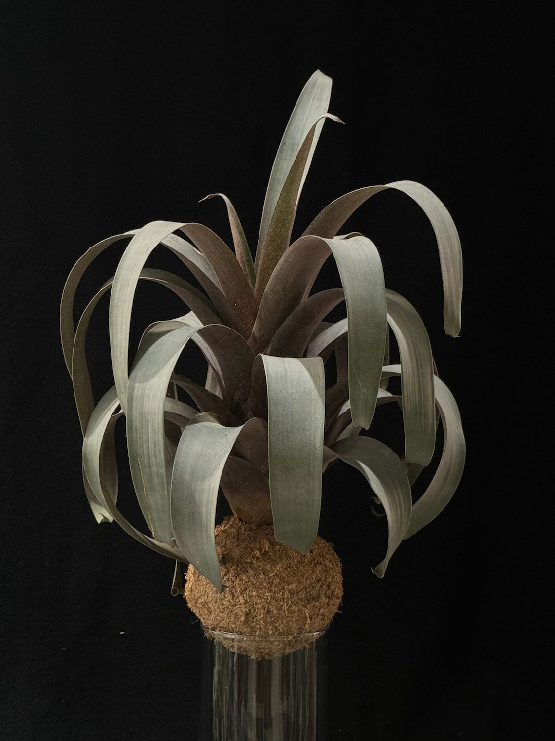 Kokedama di Vriesea saundersii - Atelier KOI KOI Milano
