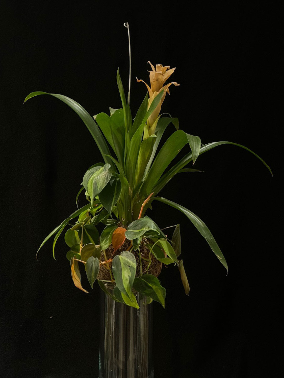 Kokedama di Guzmania e Philodendron - dettaglio - KOI KOI Milano
