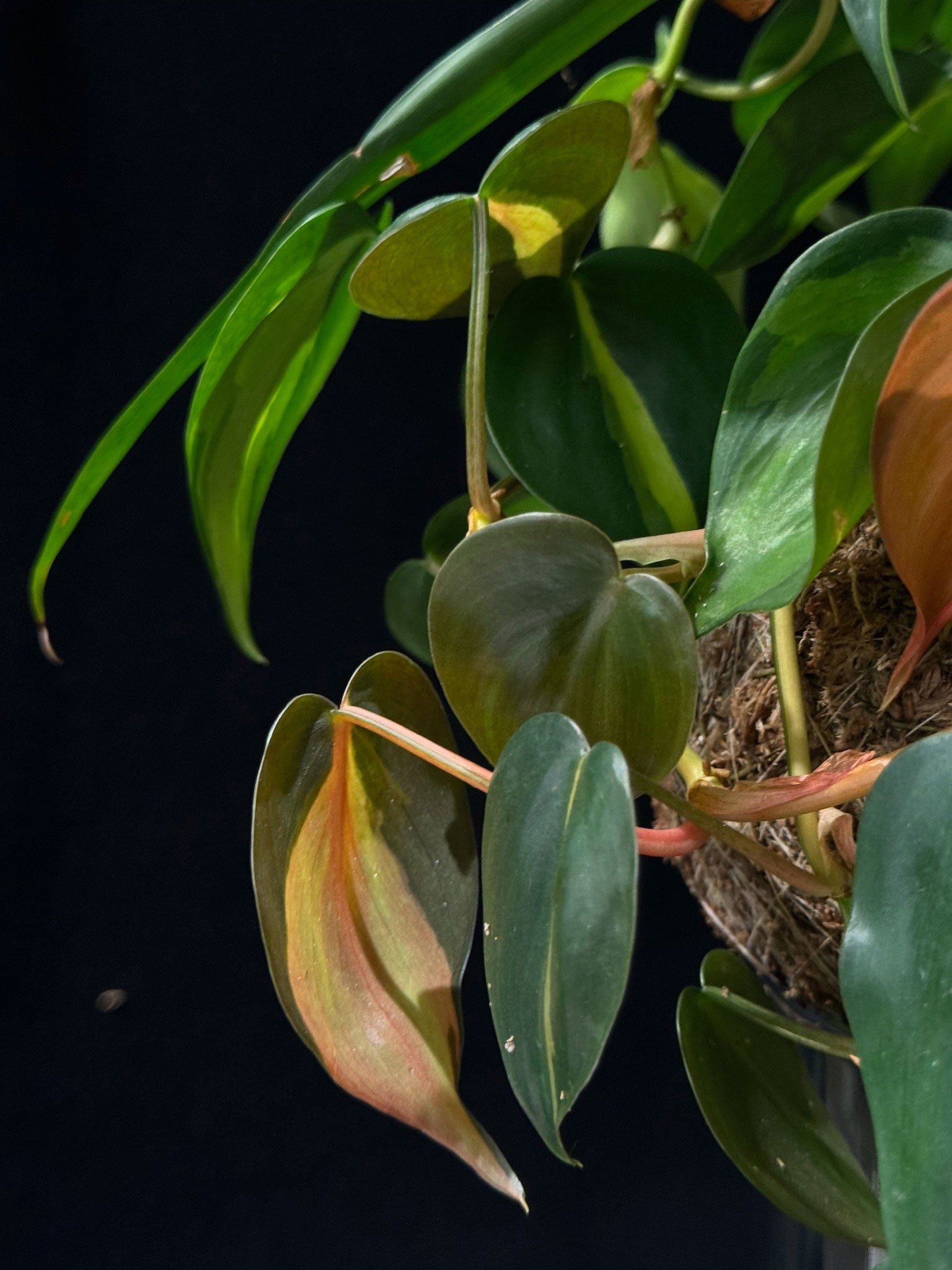 Kokedama di Guzmania e Philodendron - dettaglio - KOI KOI Milano