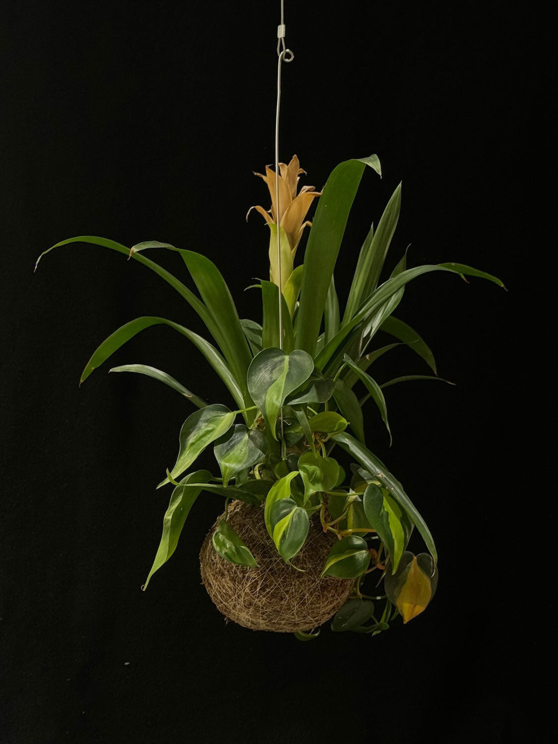 Kokedama di Guzmania e Philodendron - Atelier KOI KOI Milano