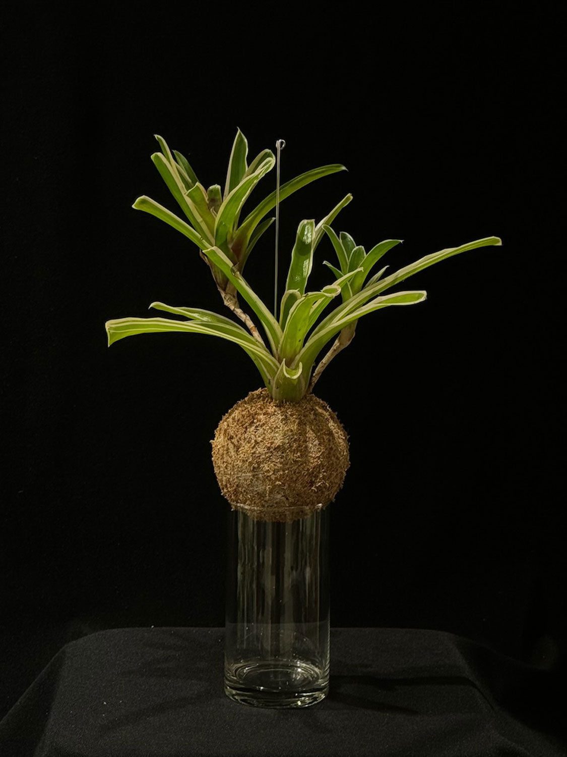 Kokedama di Neoregelia 'Fireball' - dettaglio - KOI KOI Milano