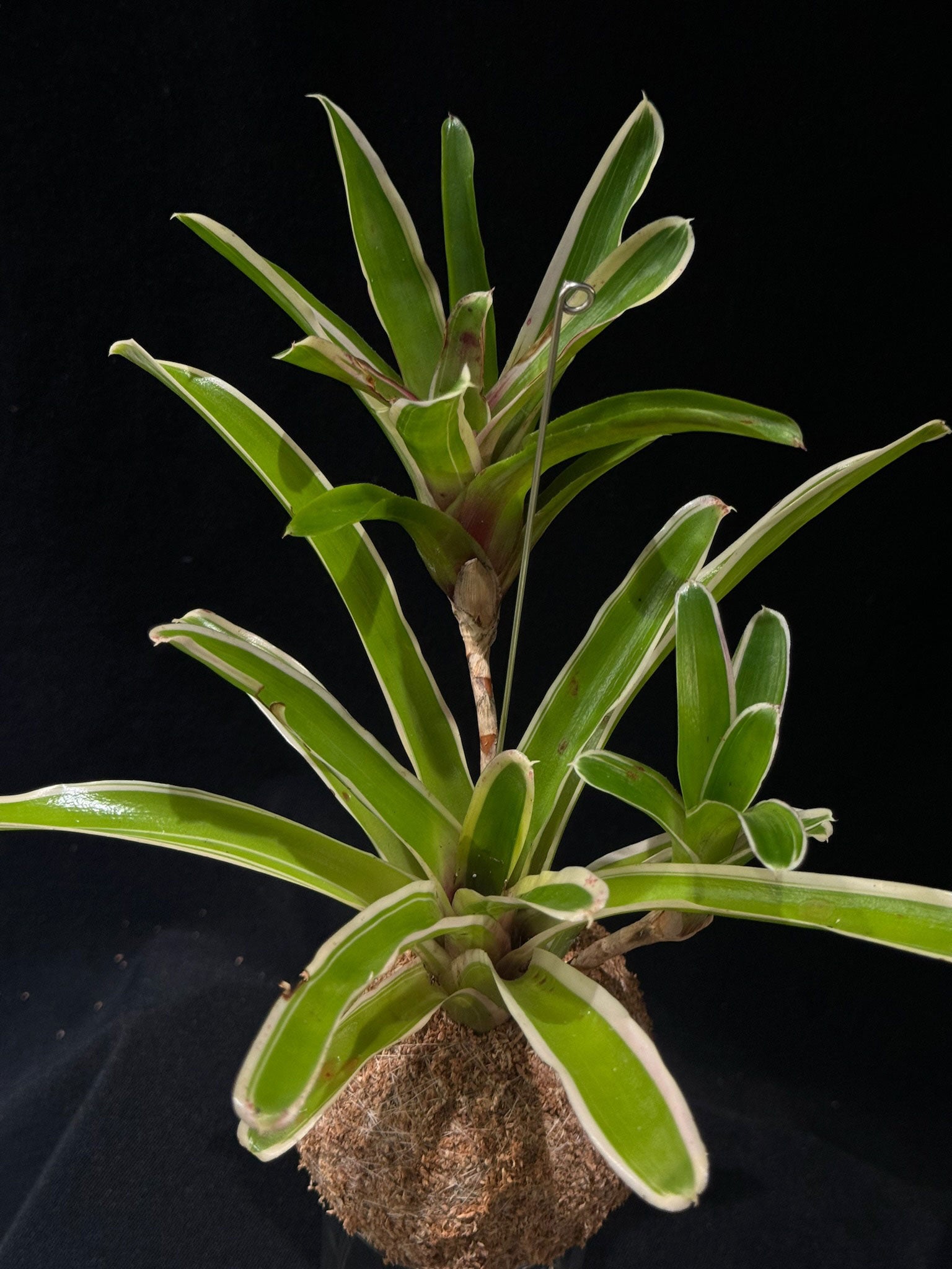 Kokedama di Neoregelia 'Fireball' - dettaglio - KOI KOI Milano