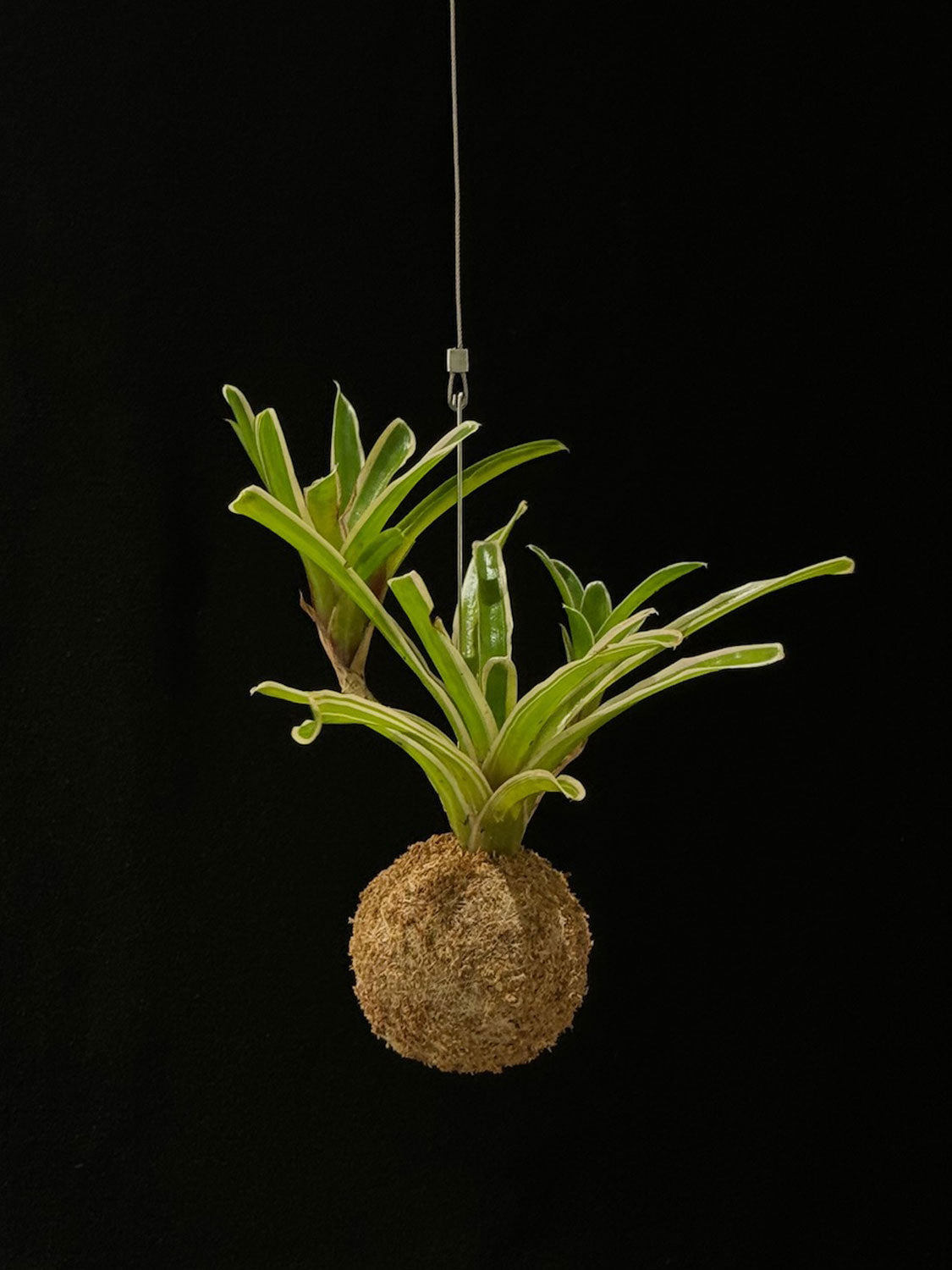 Kokedama di Neoregelia 'Fireball' - Atelier KOI KOI Milano