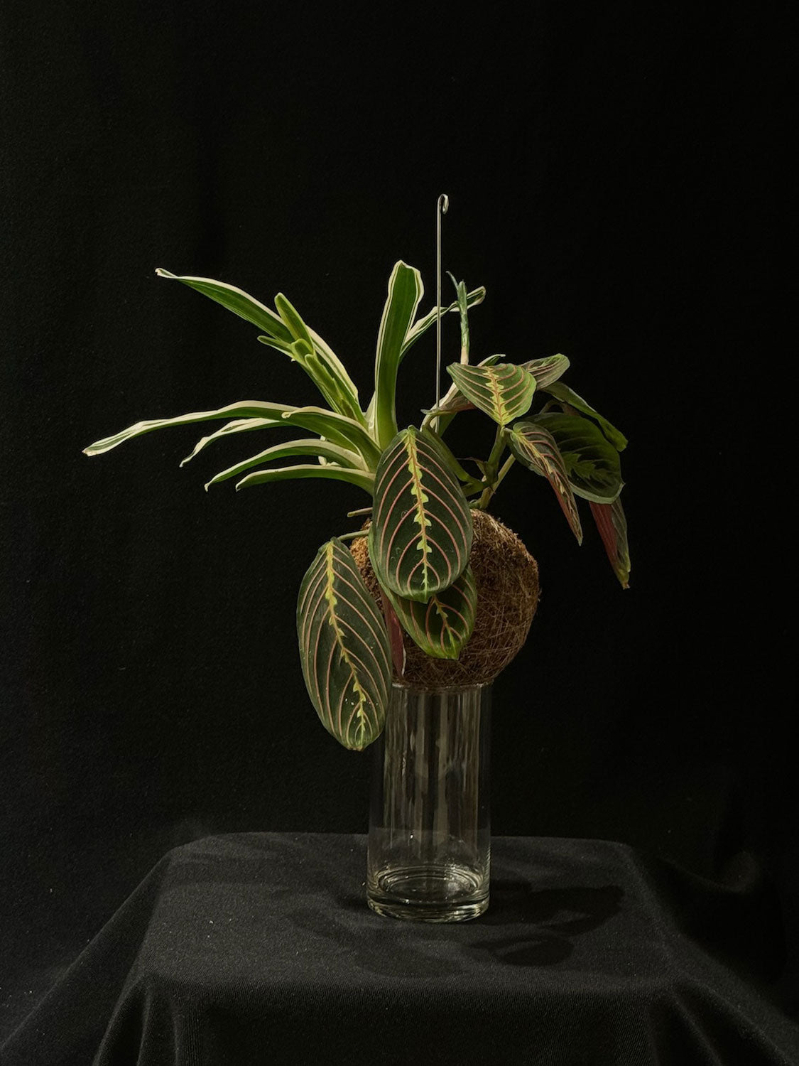 Kokedama di Neoregelia e Maranta - dettaglio - KOI KOI Milano
