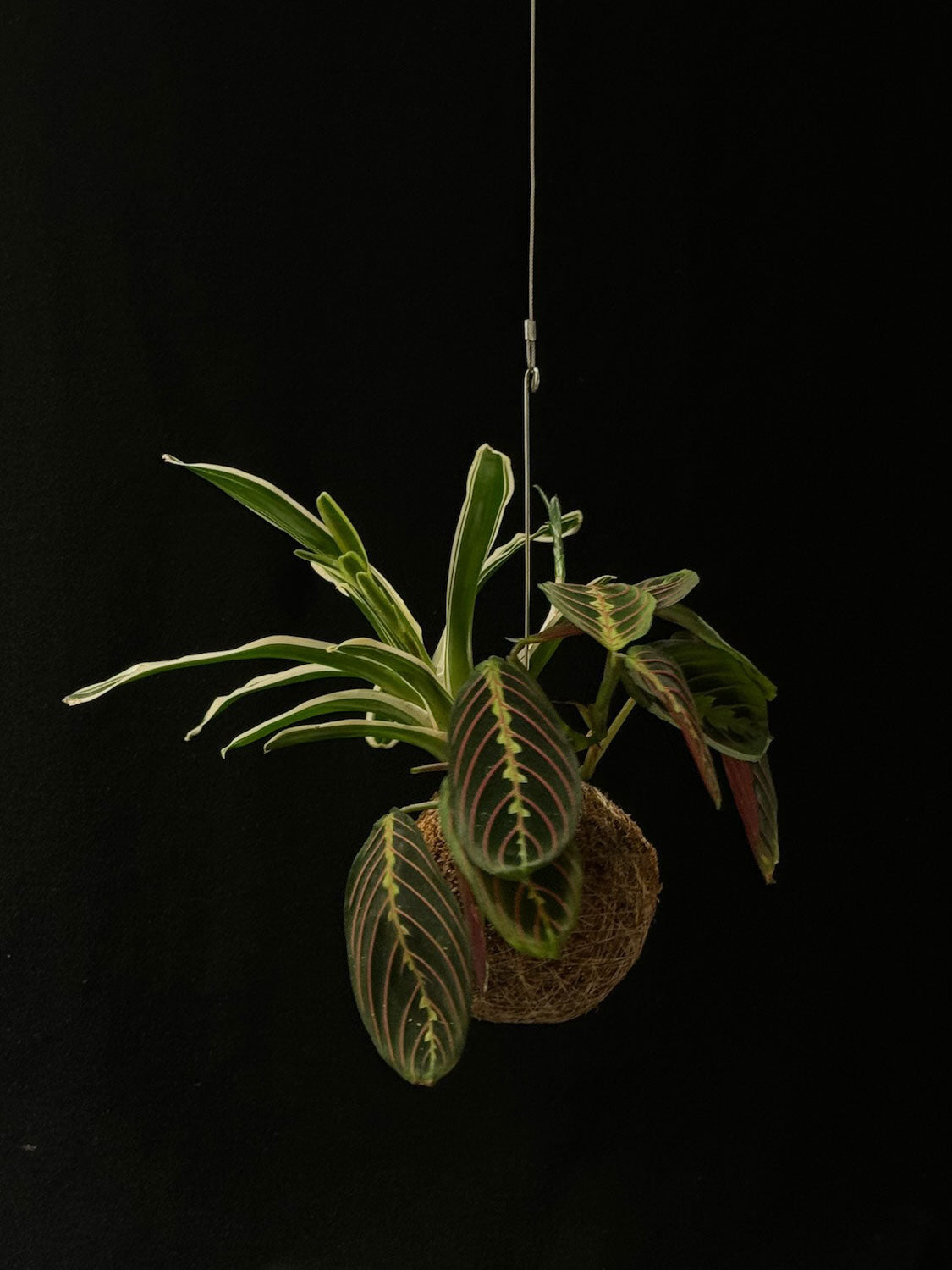 Kokedama di Neoregelia e Maranta - Atelier KOI KOI Milano