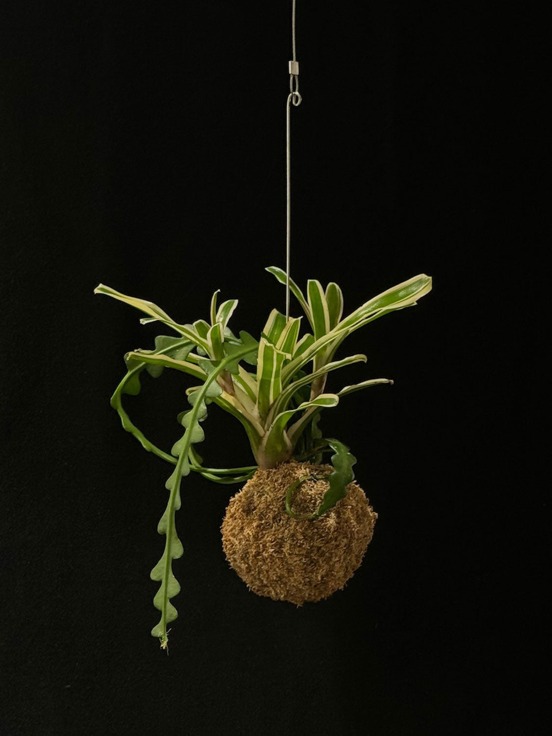 Kokedama di Neoregelia ed Epiphyllum - dettaglio - KOI KOI Milano