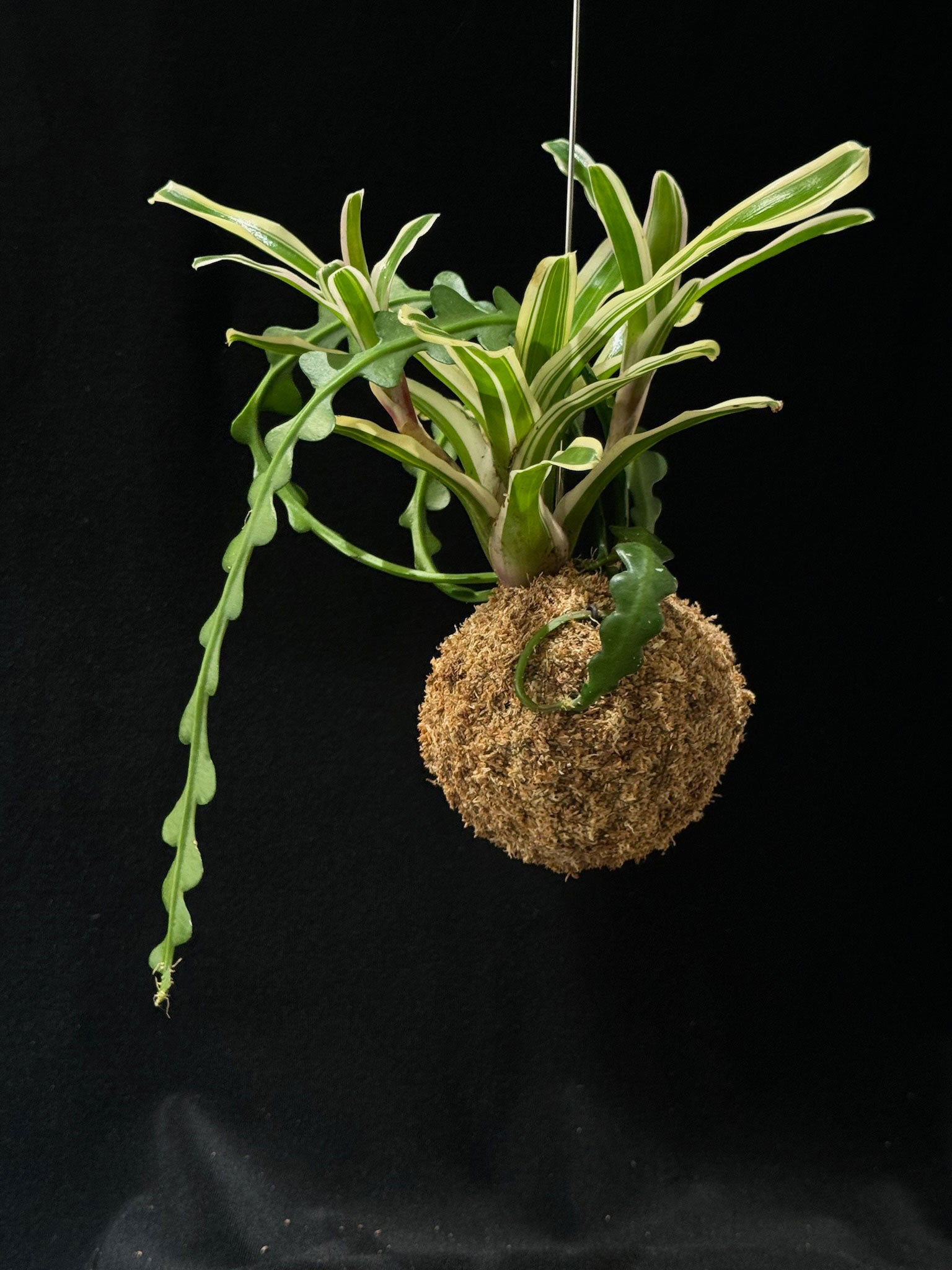 Kokedama di Neoregelia ed Epiphyllum - Atelier KOI KOI Milano