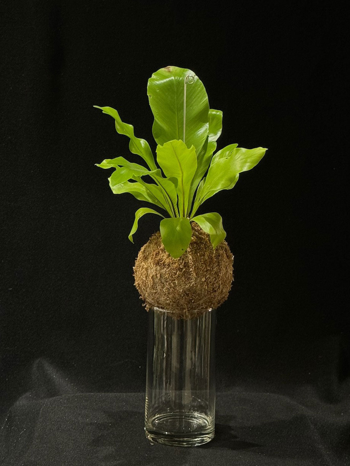 Kokedama di Asplenium nidus - Atelier KOI KOI Milano
