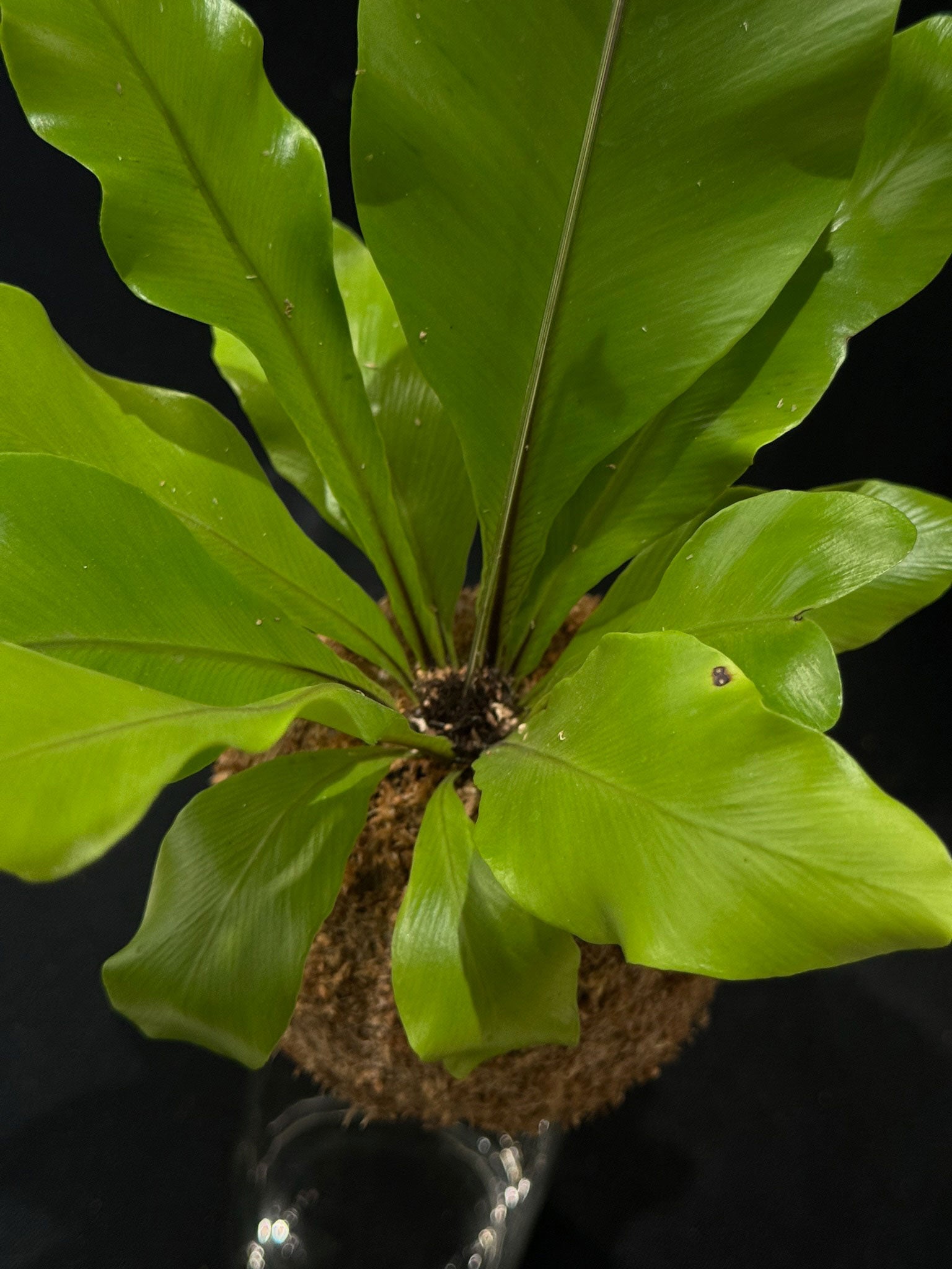 Kokedama di Asplenium nidus - dettaglio - KOI KOI Milano