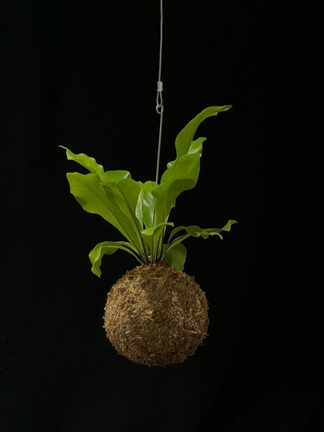 Kokedama di Asplenium nidus - dettaglio - KOI KOI Milano