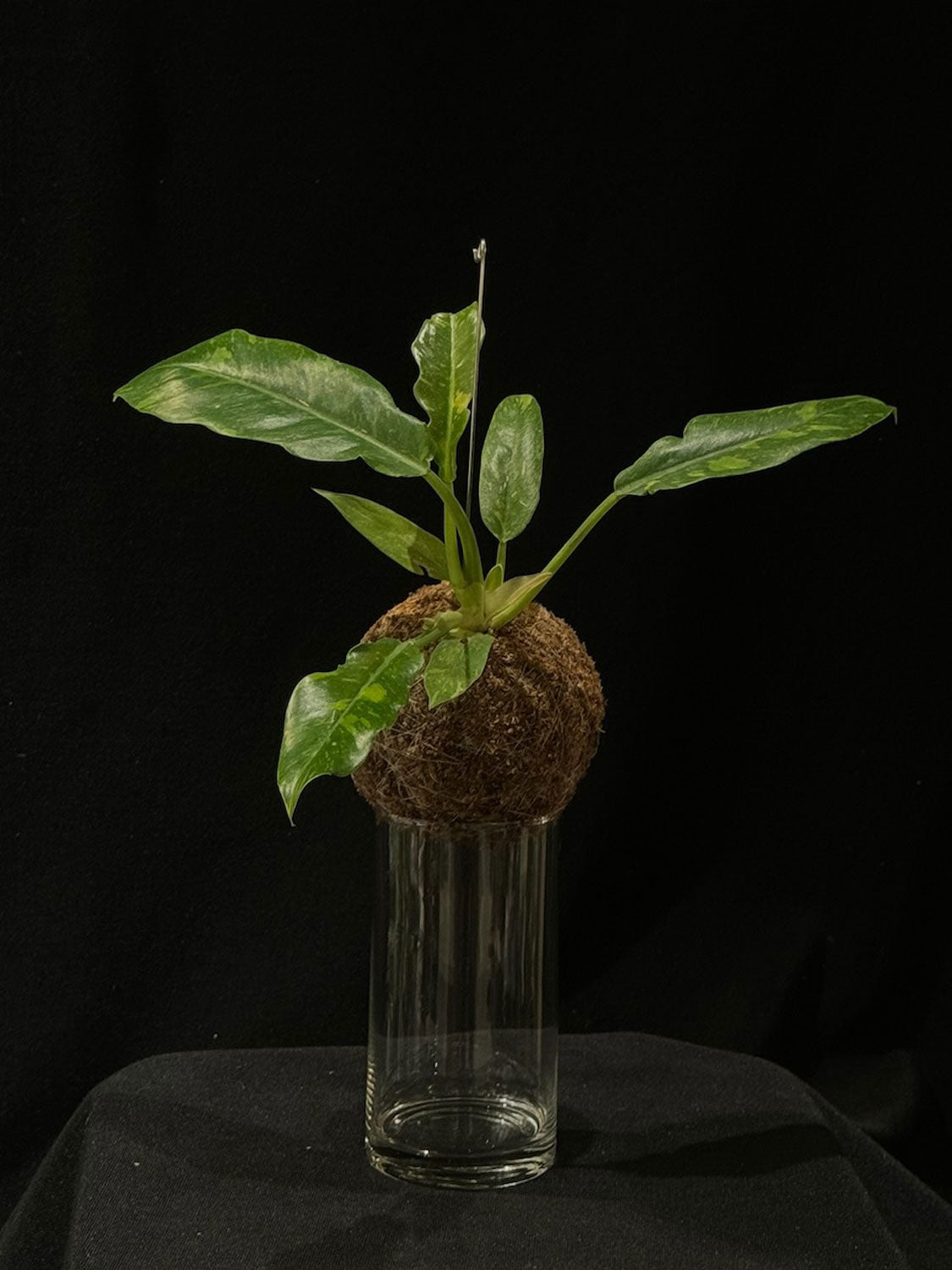 Kokedama di Philodendron 'Ring of Fire' - Atelier KOI KOI Milano