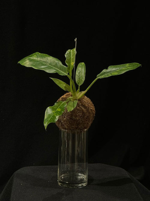 Kokedama di Philodendron 'Ring of Fire' - Atelier KOI KOI Milano