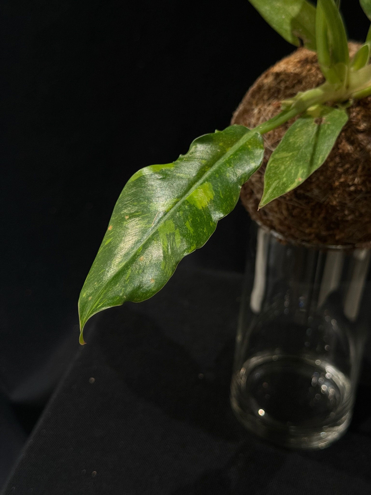 Kokedama di Philodendron 'Ring of Fire' - dettaglio - KOI KOI Milano
