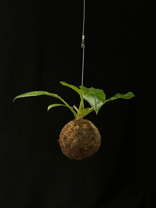 Kokedama di Philodendron 'Ring of Fire' - dettaglio - KOI KOI Milano
