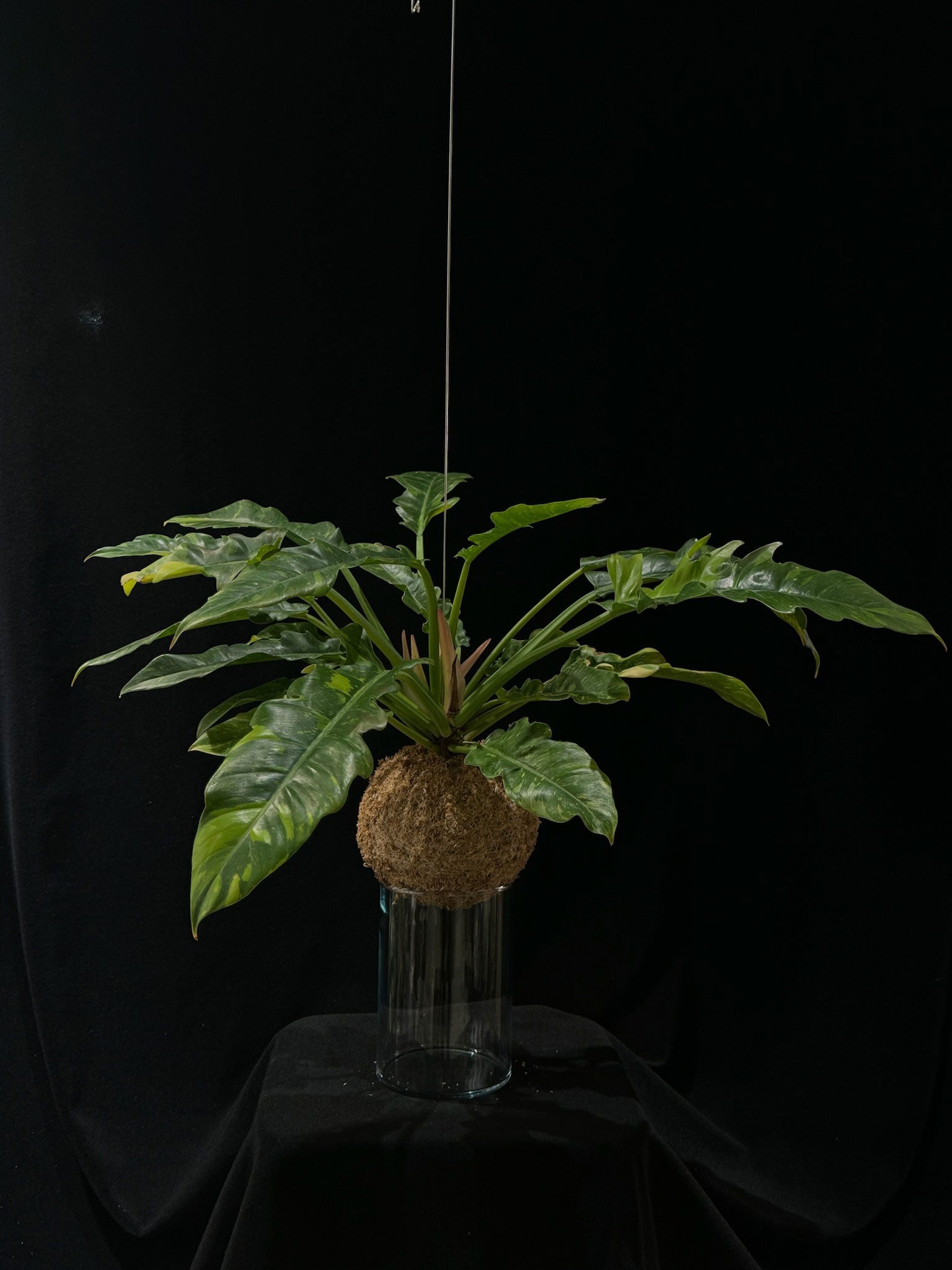 Kokedama di Philodendron 'Ring of Fire' - dettaglio - KOI KOI Milano