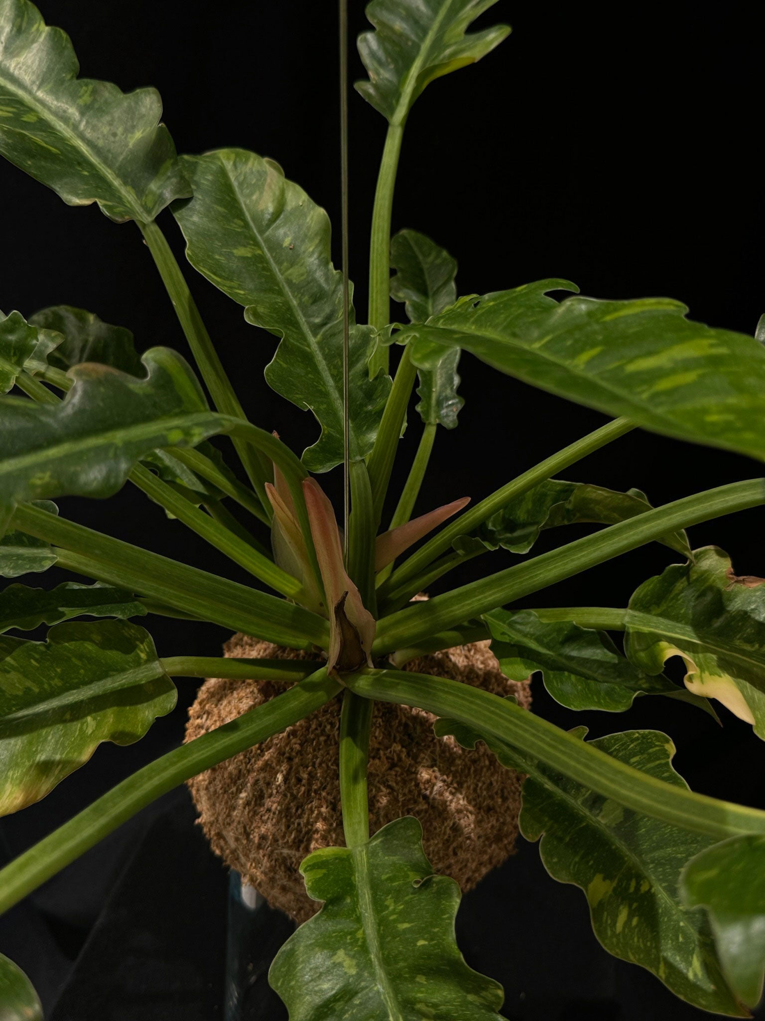 Kokedama di Philodendron 'Ring of Fire' - Atelier KOI KOI Milano