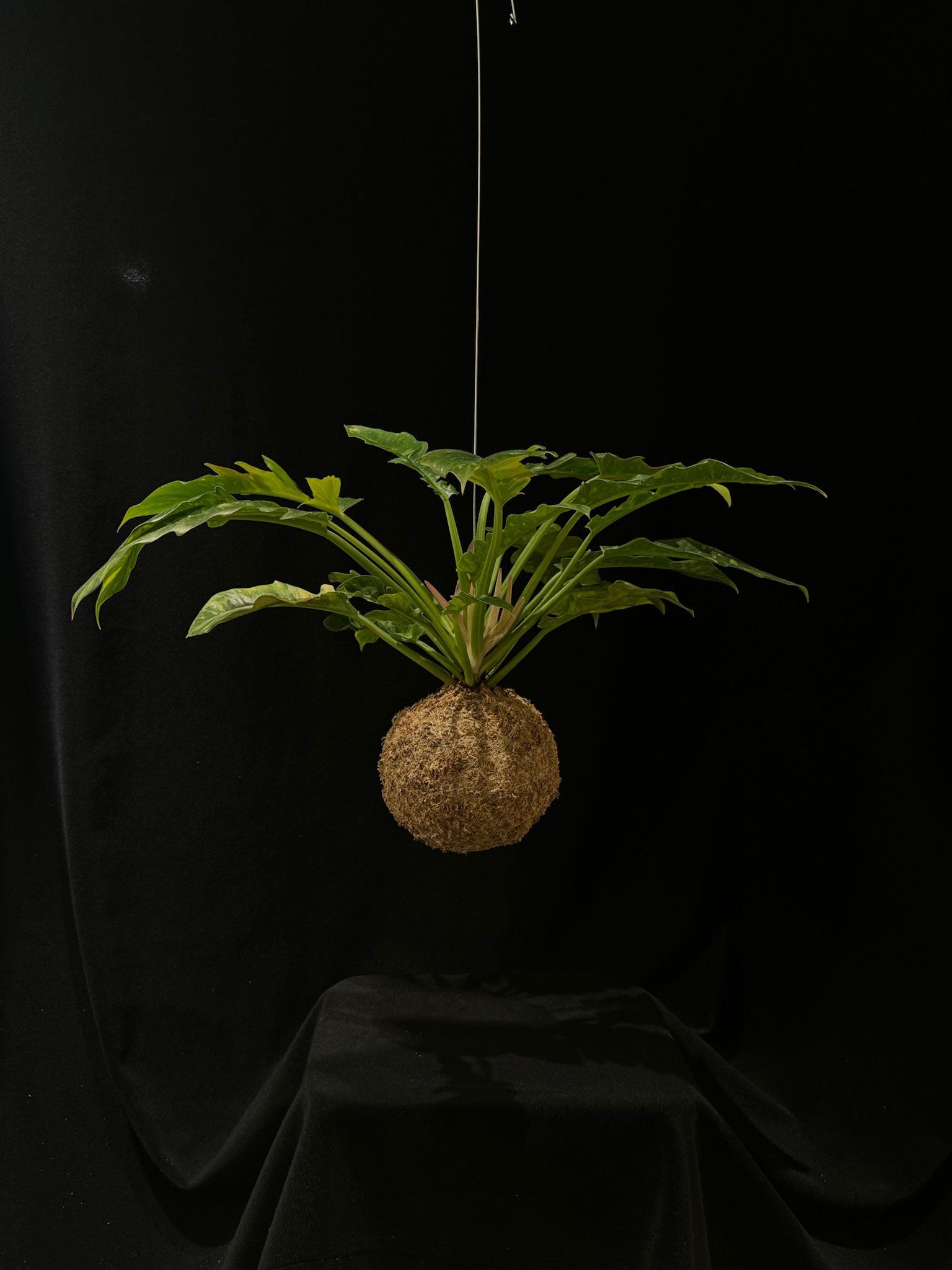 Kokedama di Philodendron 'Ring of Fire' - dettaglio - KOI KOI Milano
