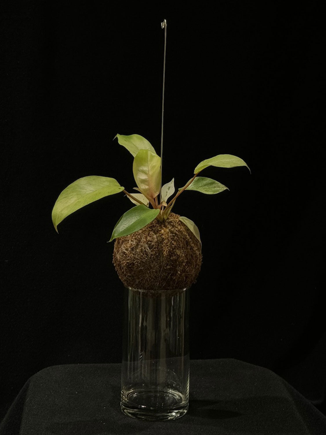 Kokedama di Philodendron 'Snowdrift' - dettaglio - KOI KOI Milano